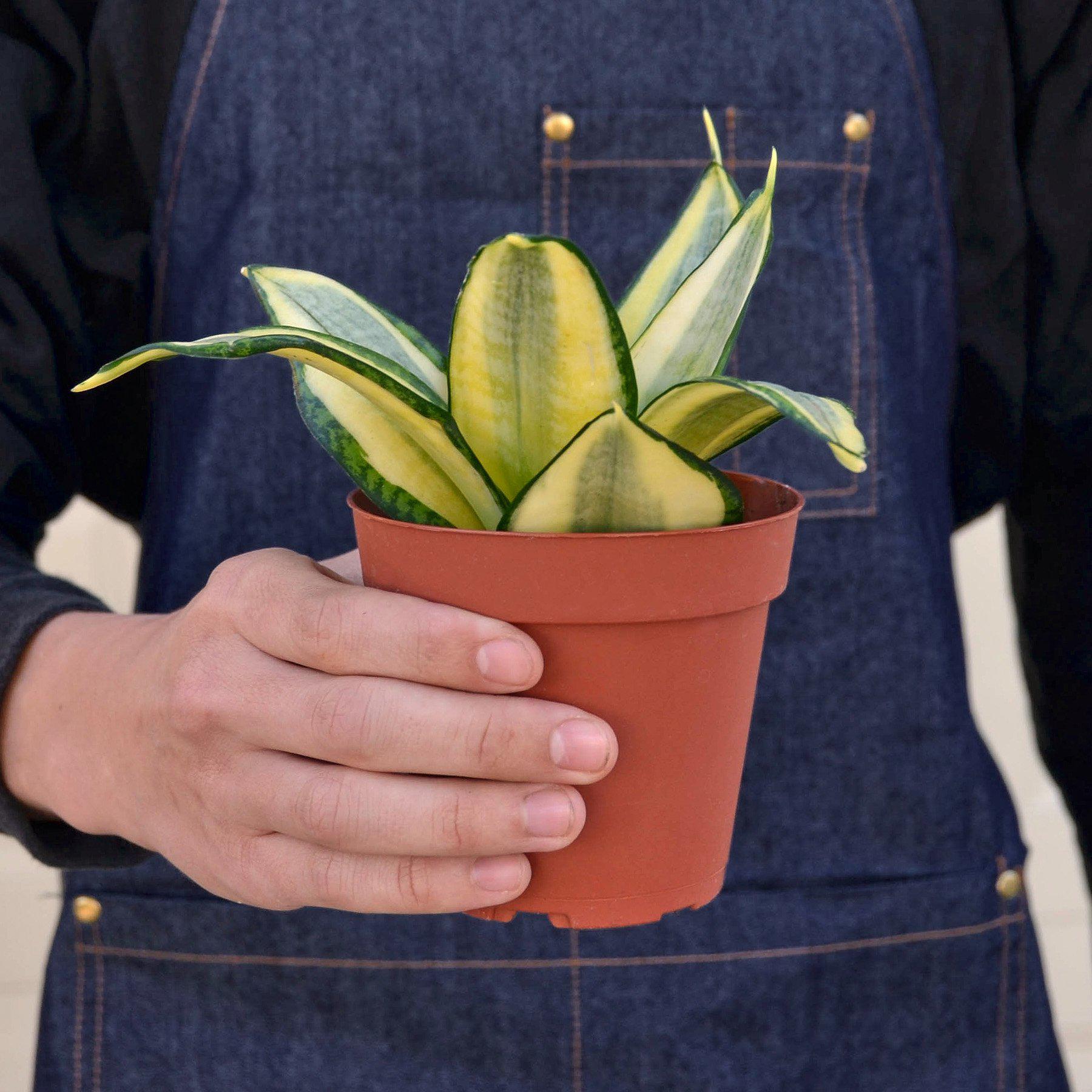 Snake Plant 'Gold Hahnii'-Indoor Plants-The Succulent Source