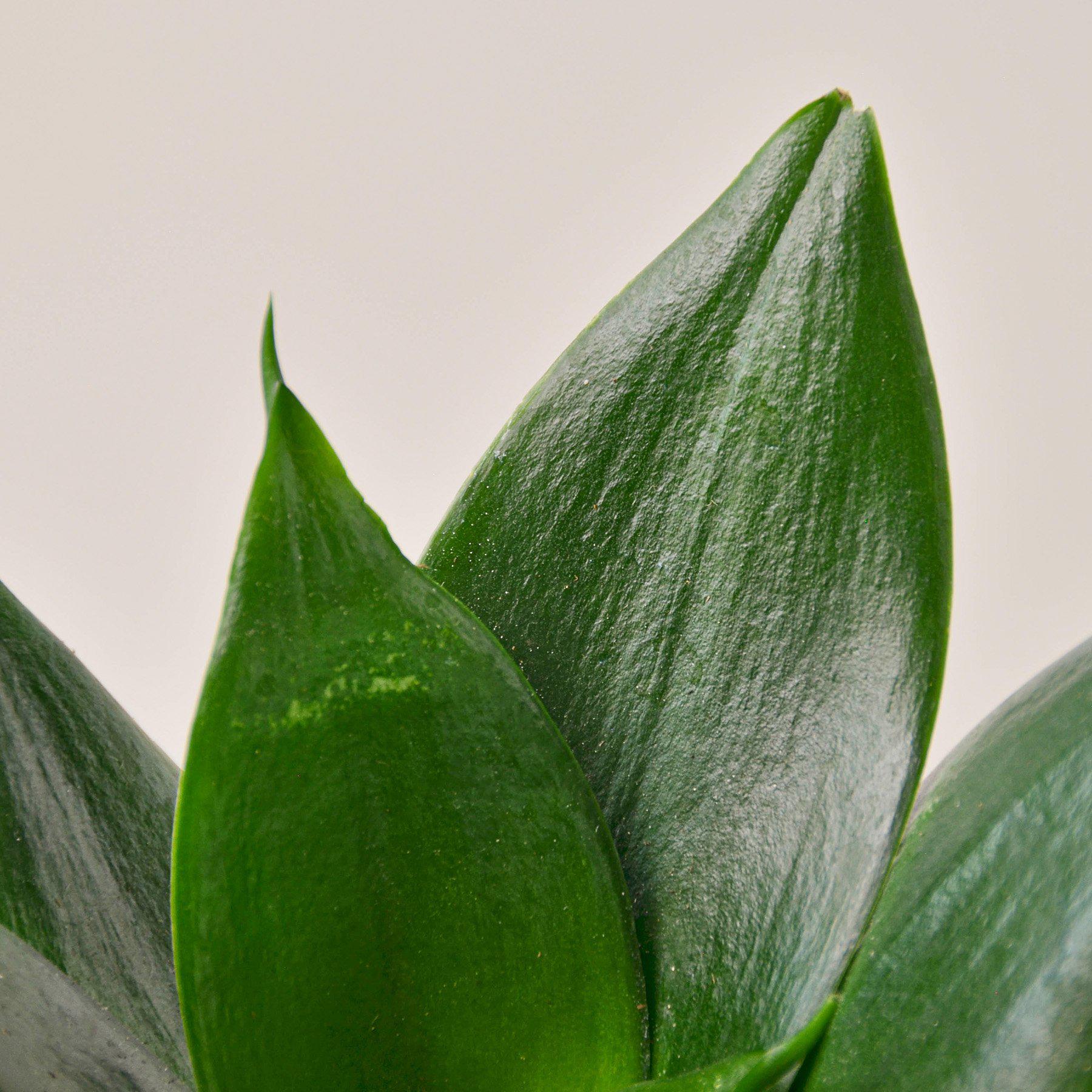 Snake Plant 'Jade'-Indoor Plants-The Succulent Source