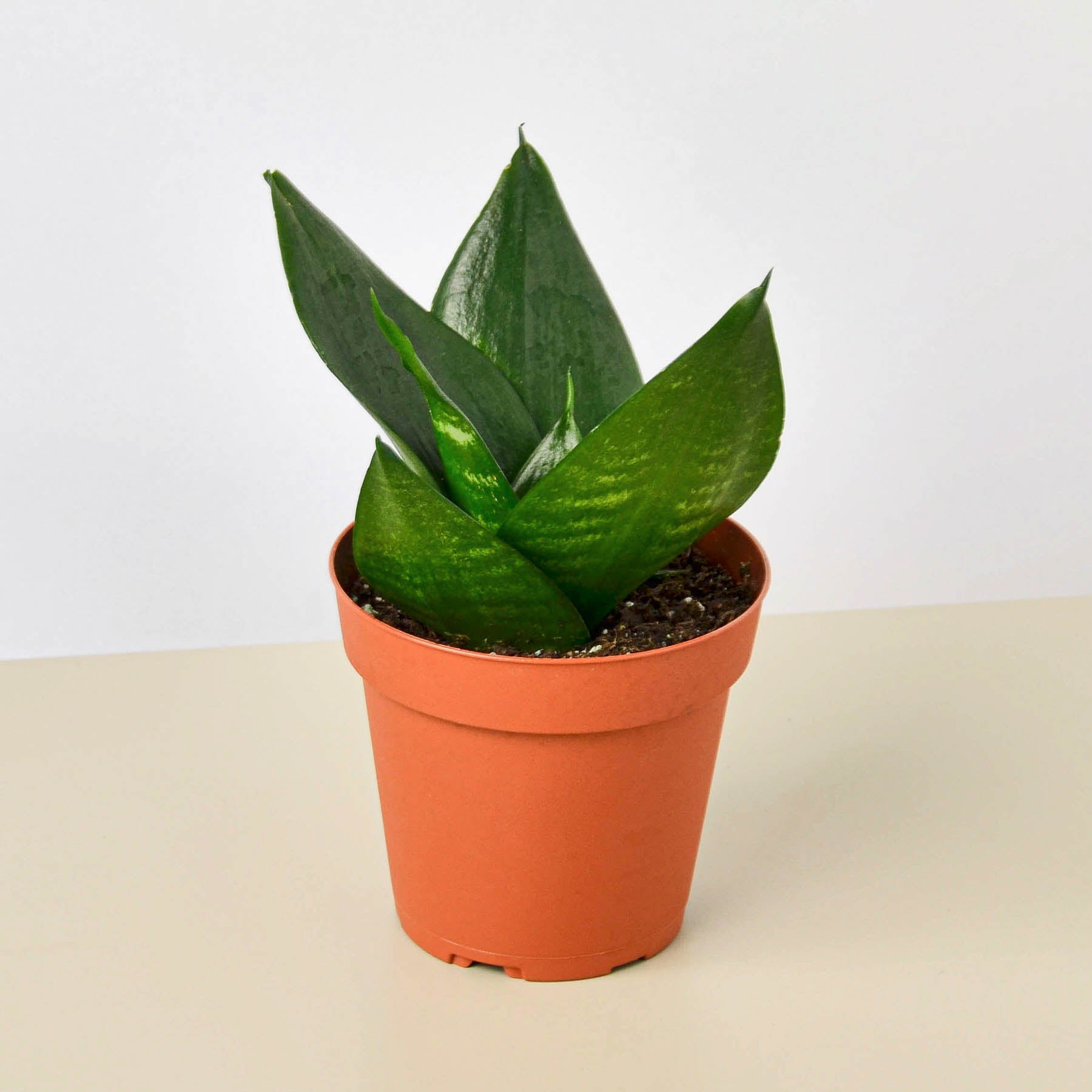 Snake Plant 'Jade'-Indoor Plants-The Succulent Source