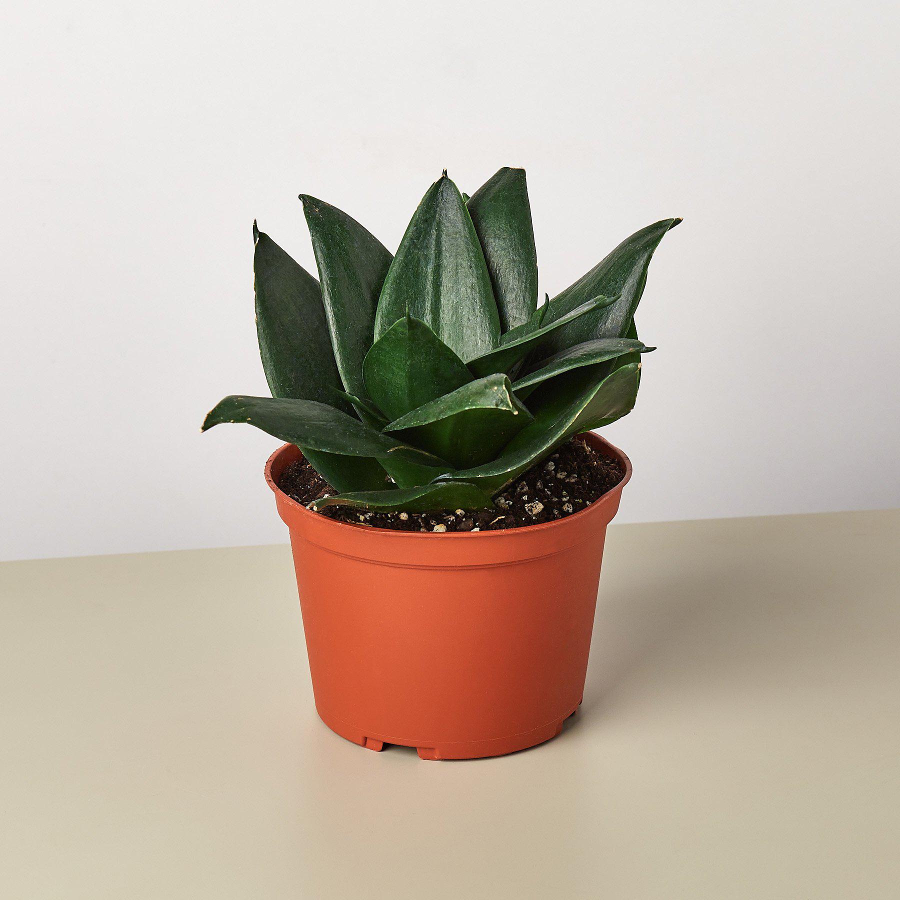 Snake Plant 'Jade'-Indoor Plants-The Succulent Source