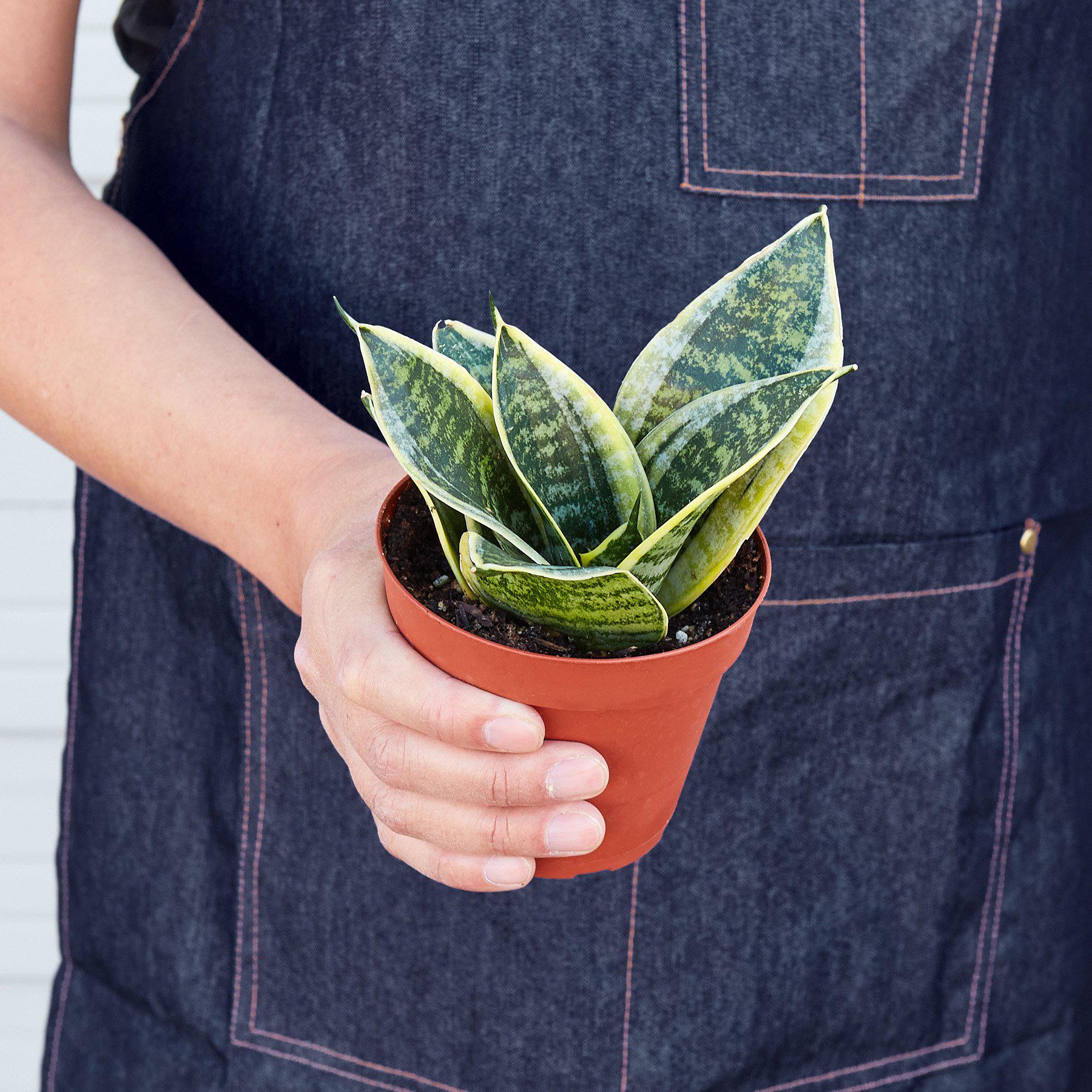Snake Plant 'Laurentii Dwarf'-Indoor Plants-The Succulent Source