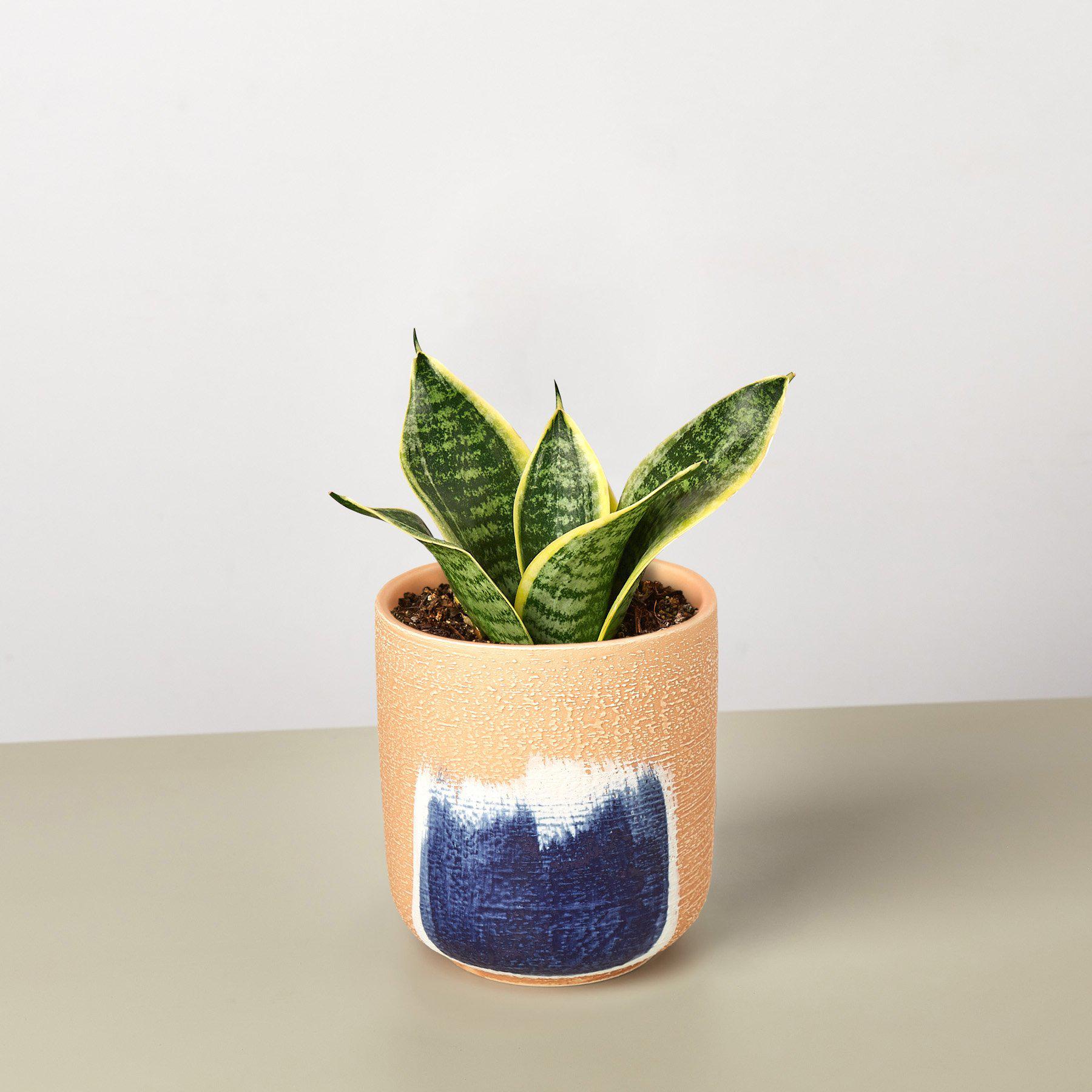 Snake Plant 'Laurentii Dwarf'-Indoor Plants-The Succulent Source