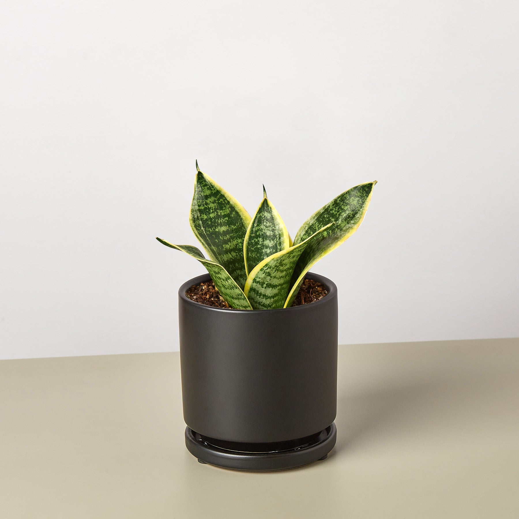Snake Plant 'Laurentii Dwarf'-Indoor Plants-The Succulent Source