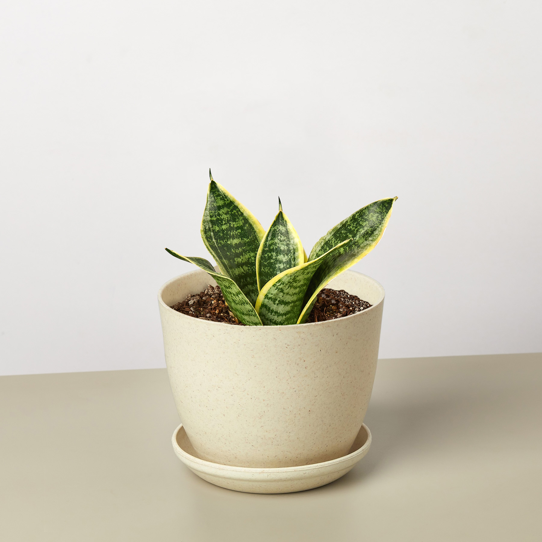 Snake Plant 'Laurentii Dwarf'-Indoor Plants-The Succulent Source