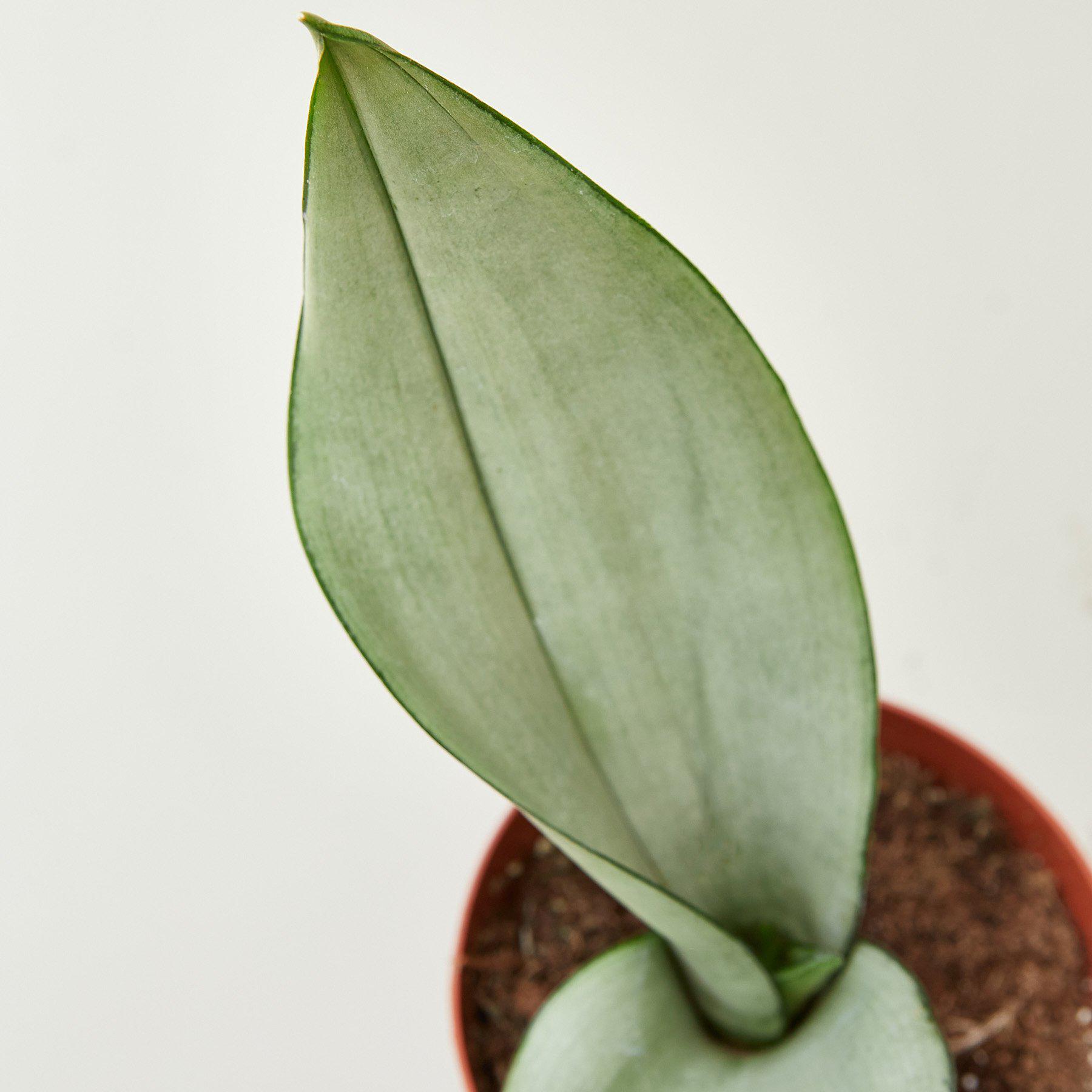 Snake Plant 'Moonshine'-Indoor Plants-The Succulent Source