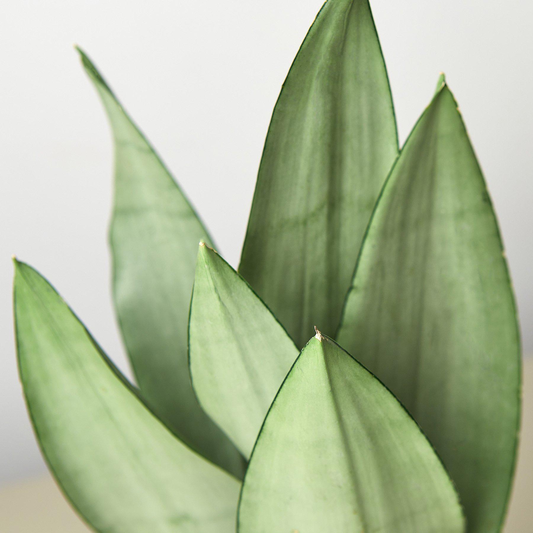 Snake Plant 'Moonshine'-Indoor Plants-The Succulent Source