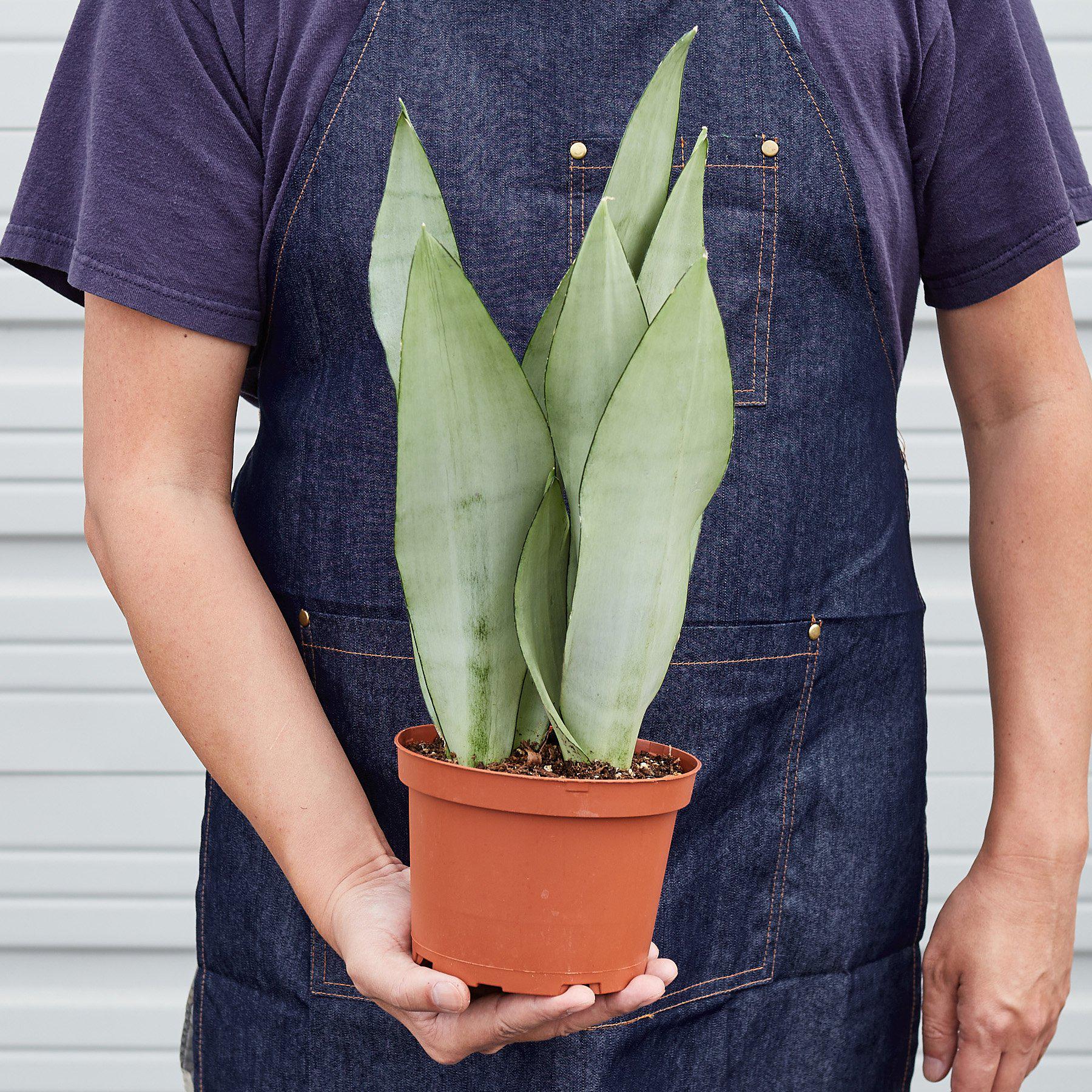 Snake Plant 'Moonshine'-Indoor Plants-The Succulent Source
