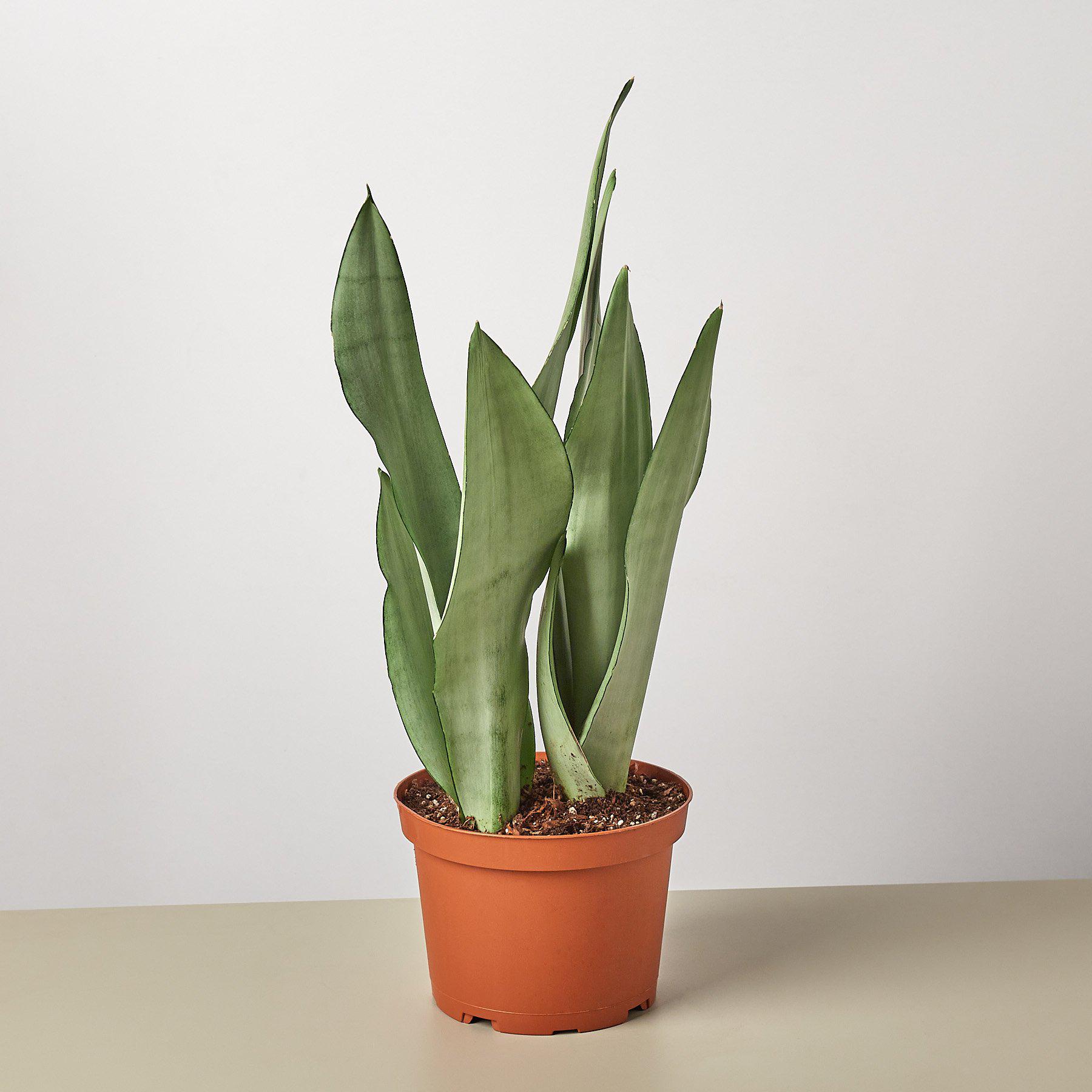 Snake Plant 'Moonshine'-Indoor Plants-The Succulent Source