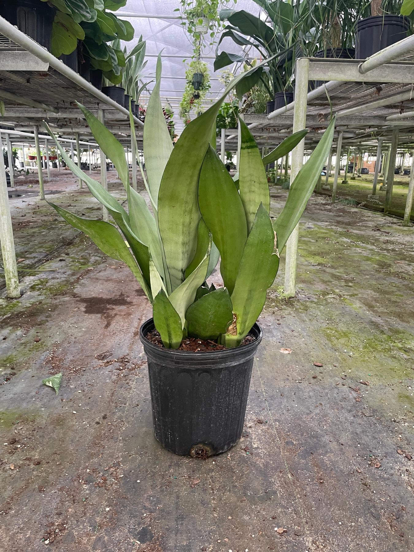 Snake Plant 'Moonshine'-Indoor Plants-The Succulent Source