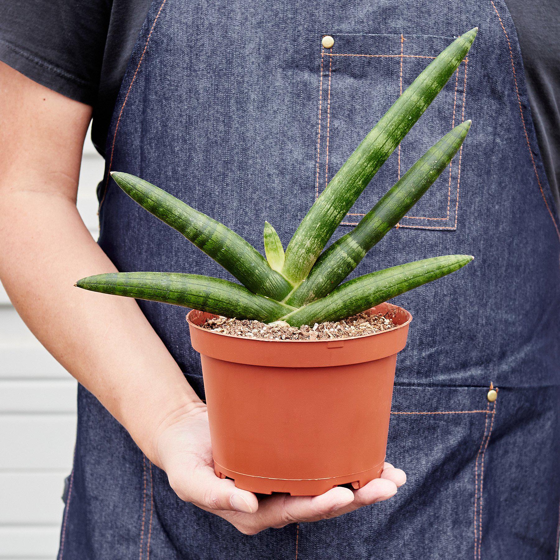 Snake Plant 'Starfish'-Indoor Plants-The Succulent Source