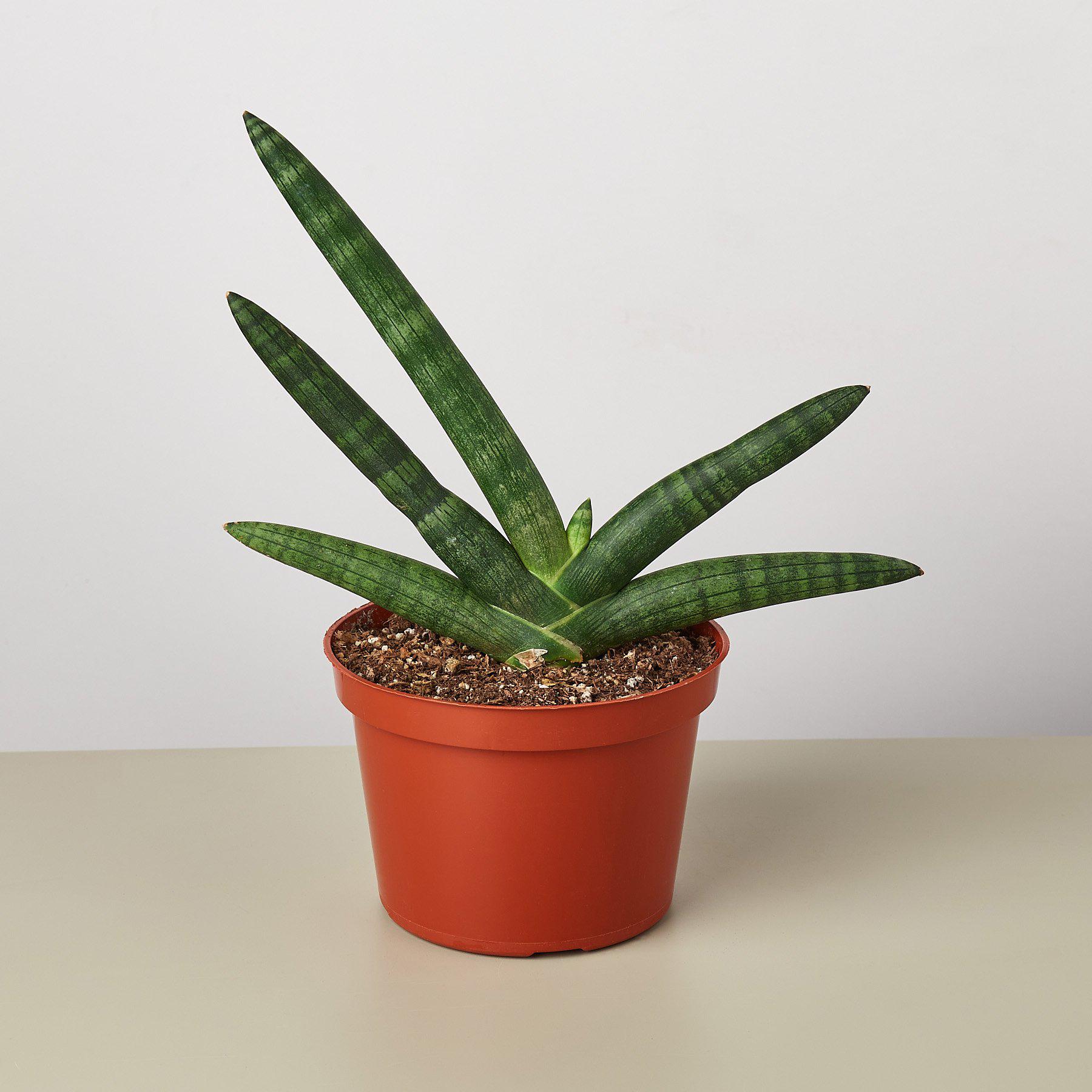 Snake Plant 'Starfish'-Indoor Plants-The Succulent Source