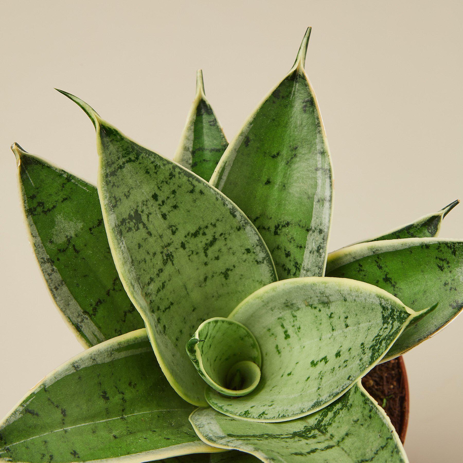 Snake Plant 'Starlight'-Indoor Plants-The Succulent Source