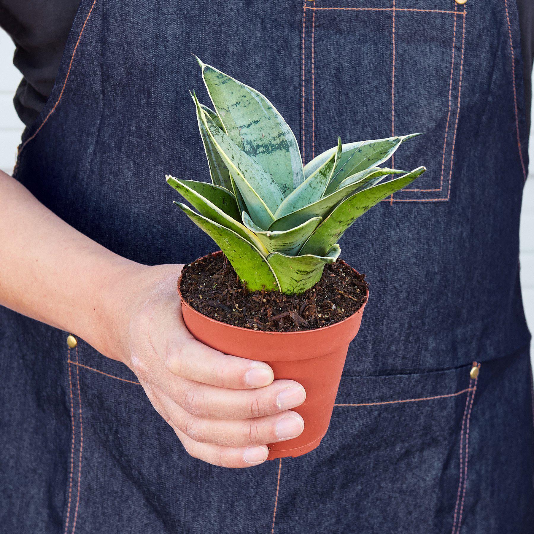 Snake Plant 'Starlight'-Indoor Plants-The Succulent Source