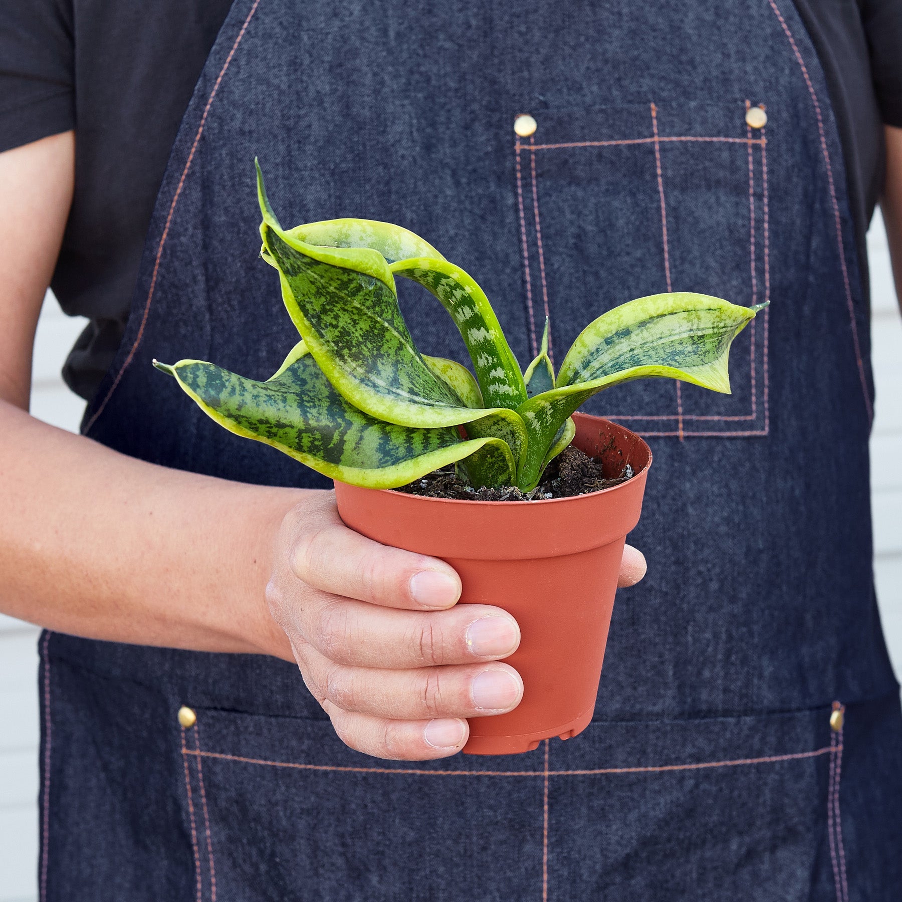 Snake Plant 'Twist'-Indoor Plants-The Succulent Source