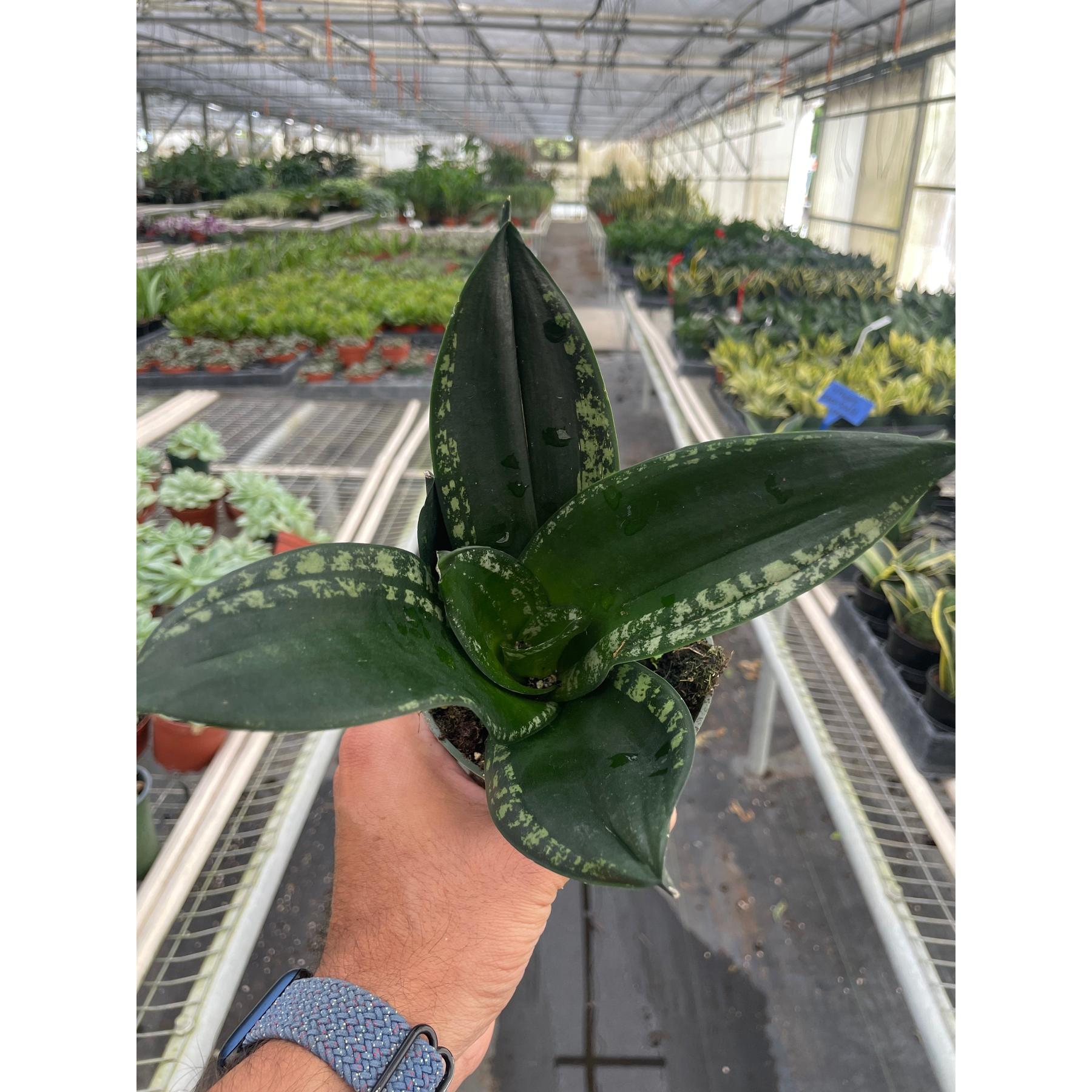 Snake Plant 'Whitney'-Indoor Plants-The Succulent Source