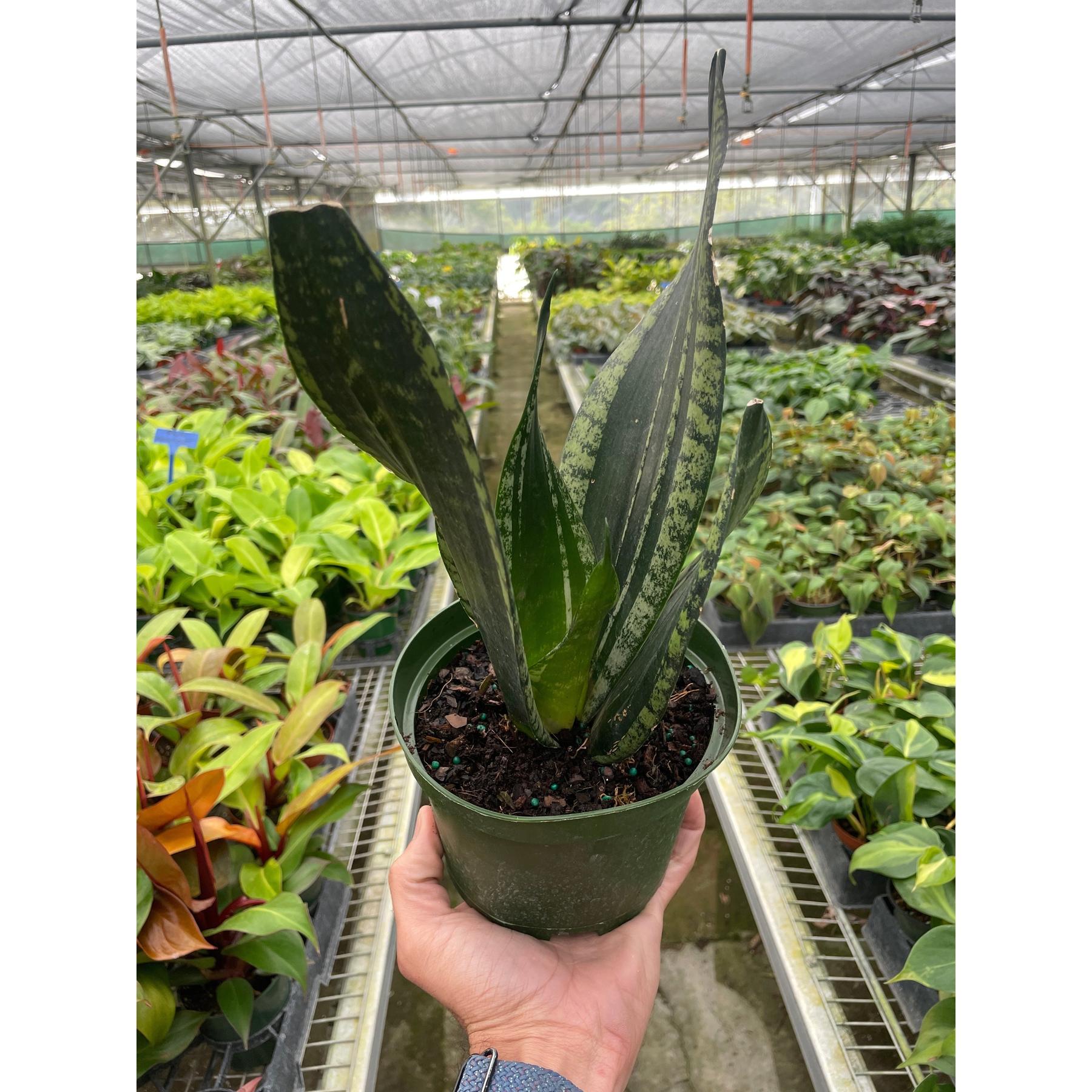 Snake Plant 'Whitney'-Indoor Plants-The Succulent Source