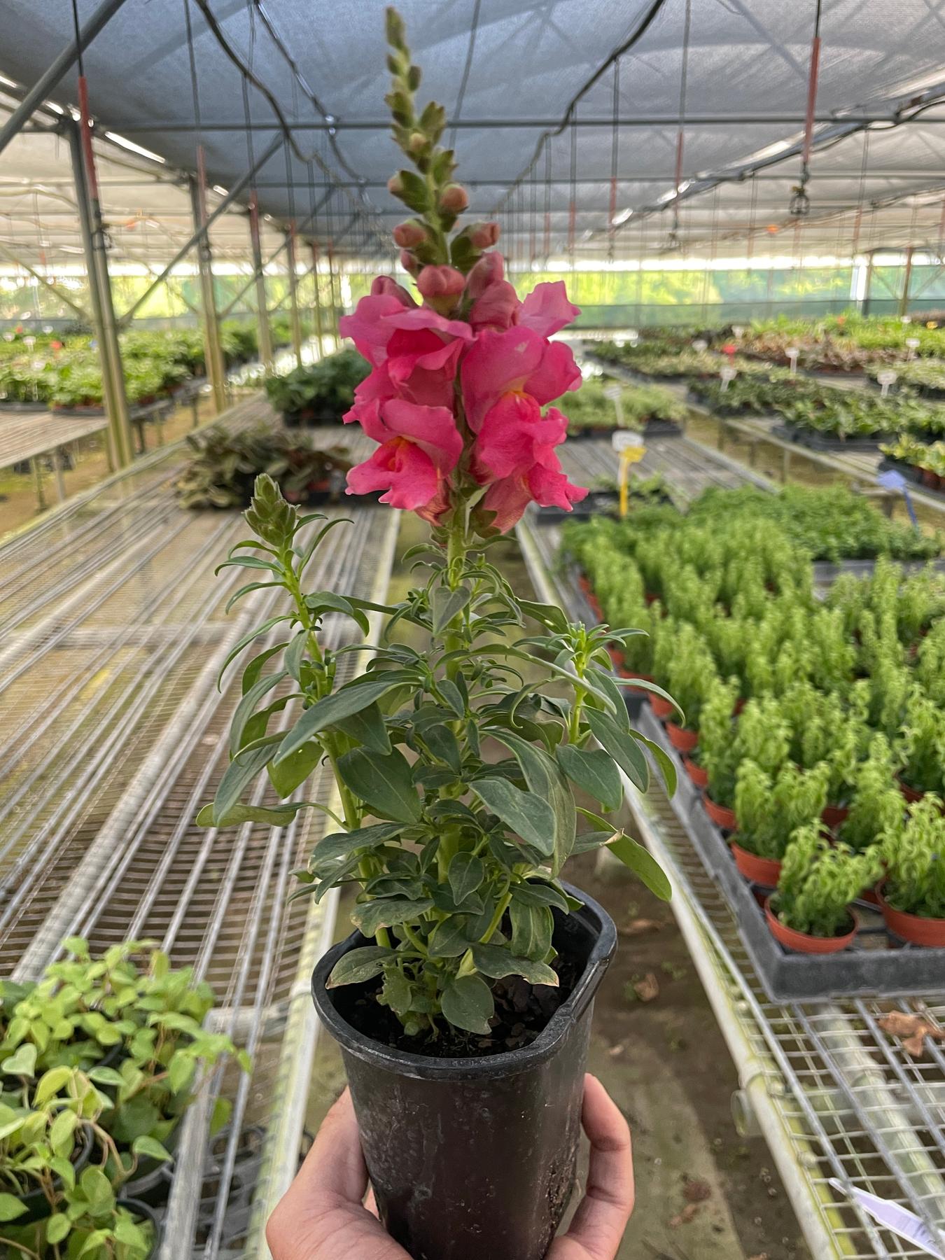 SnapDragon-Flowering-The Succulent Source