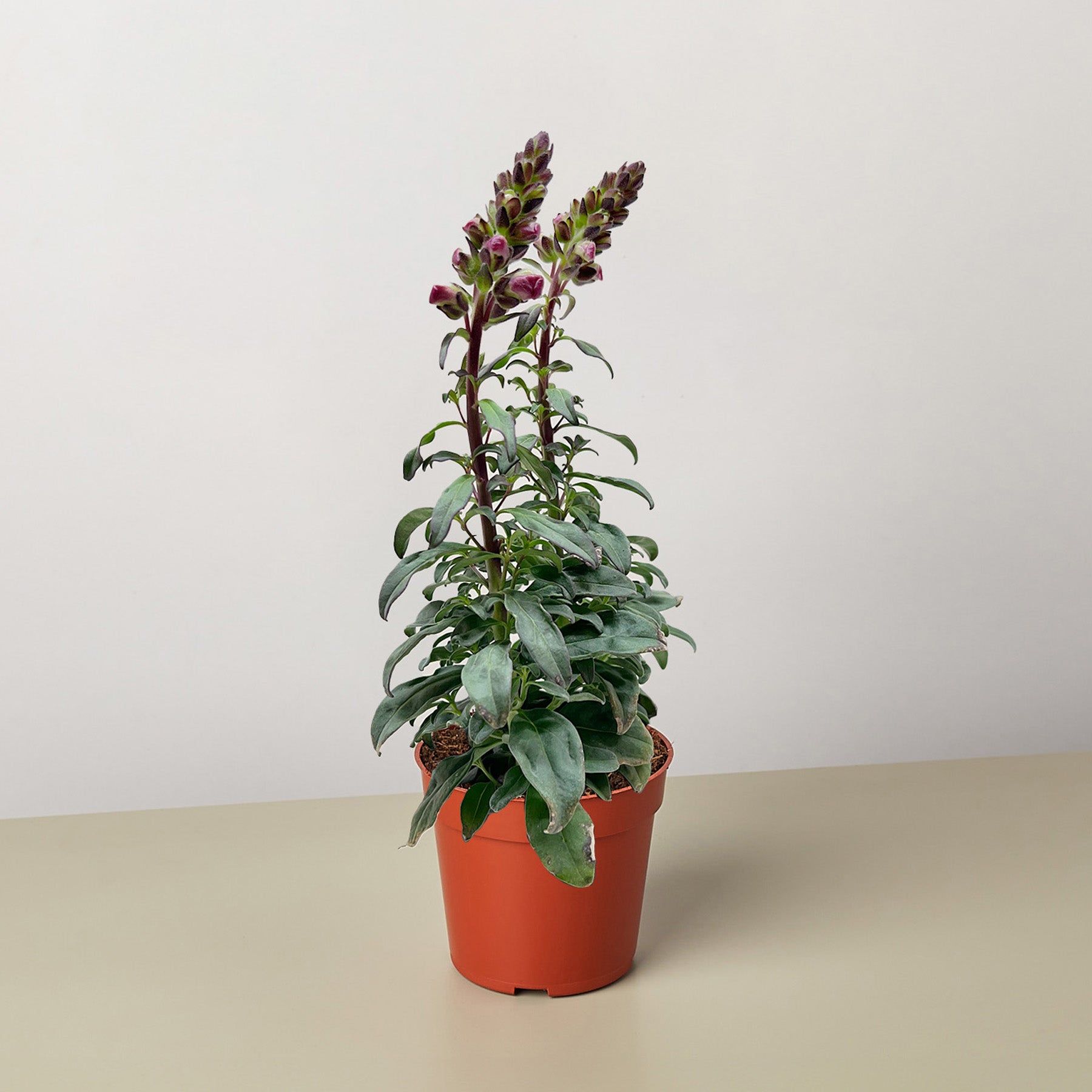 SnapDragon-Flowering-The Succulent Source