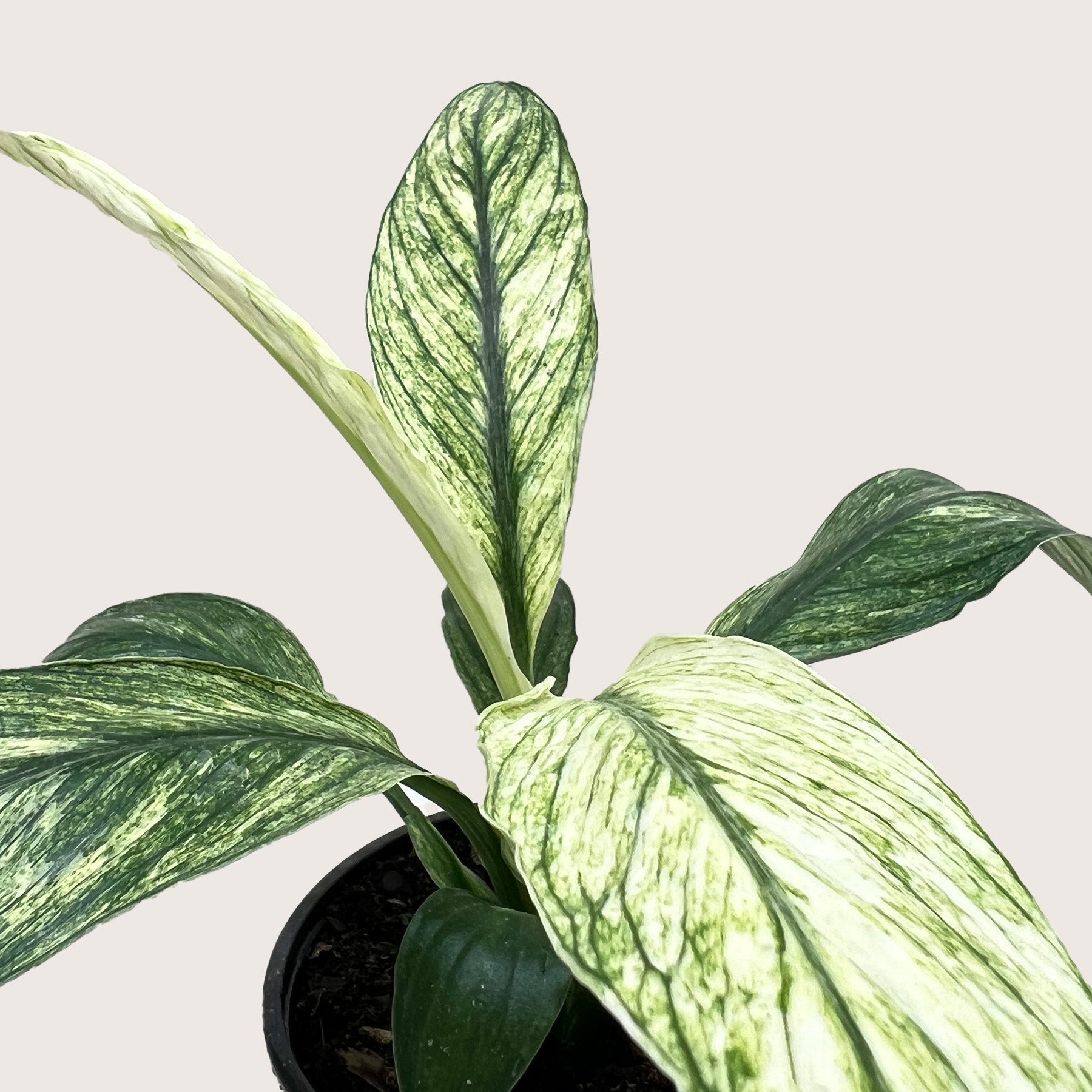 Spathiphyllum Jessica-Default-The Succulent Source