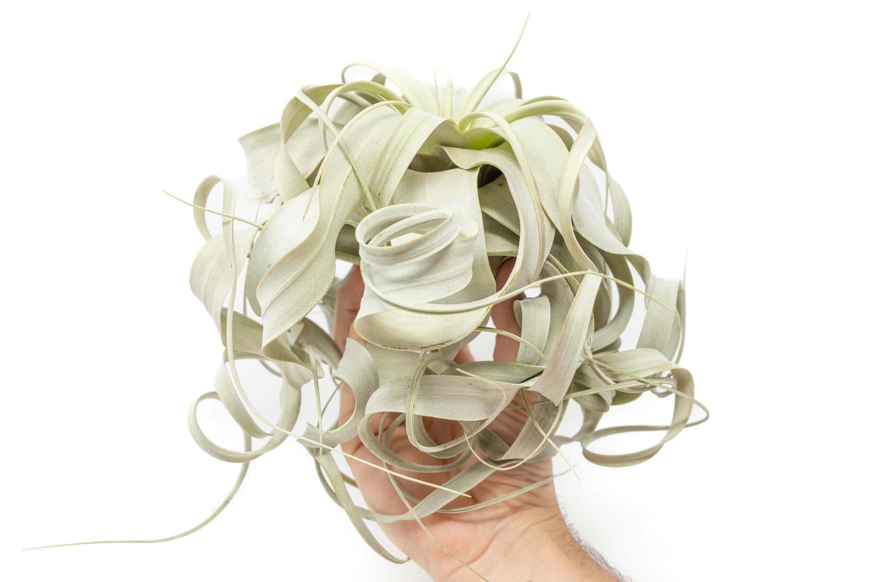 Special Curly Tillandsia Xerographica - Limited Quantities / 6-8 Inches Wide-airplant-The Succulent Source