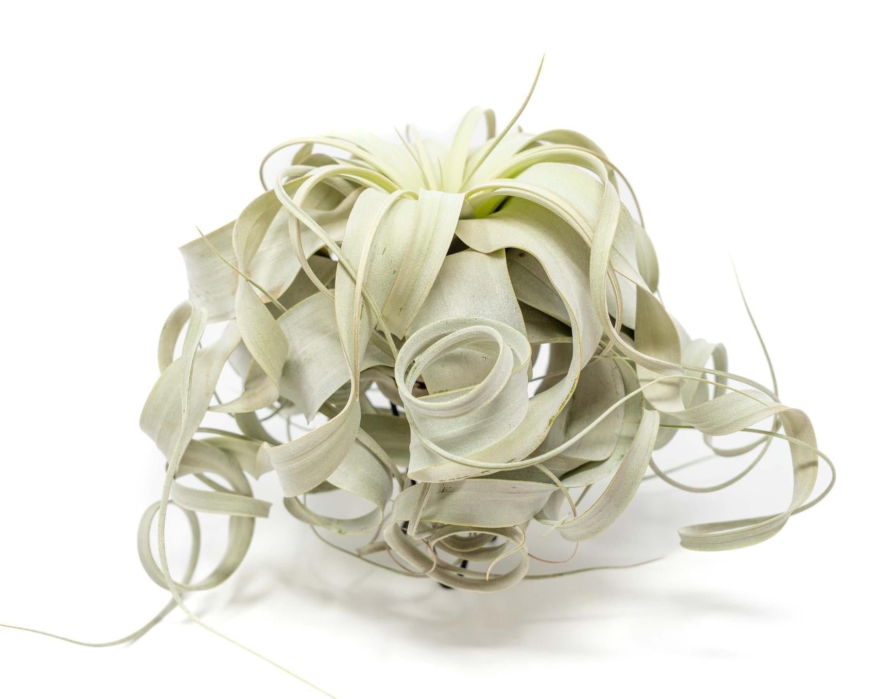 Special Curly Tillandsia Xerographica - Limited Quantities / 6-8 Inches Wide-airplant-The Succulent Source