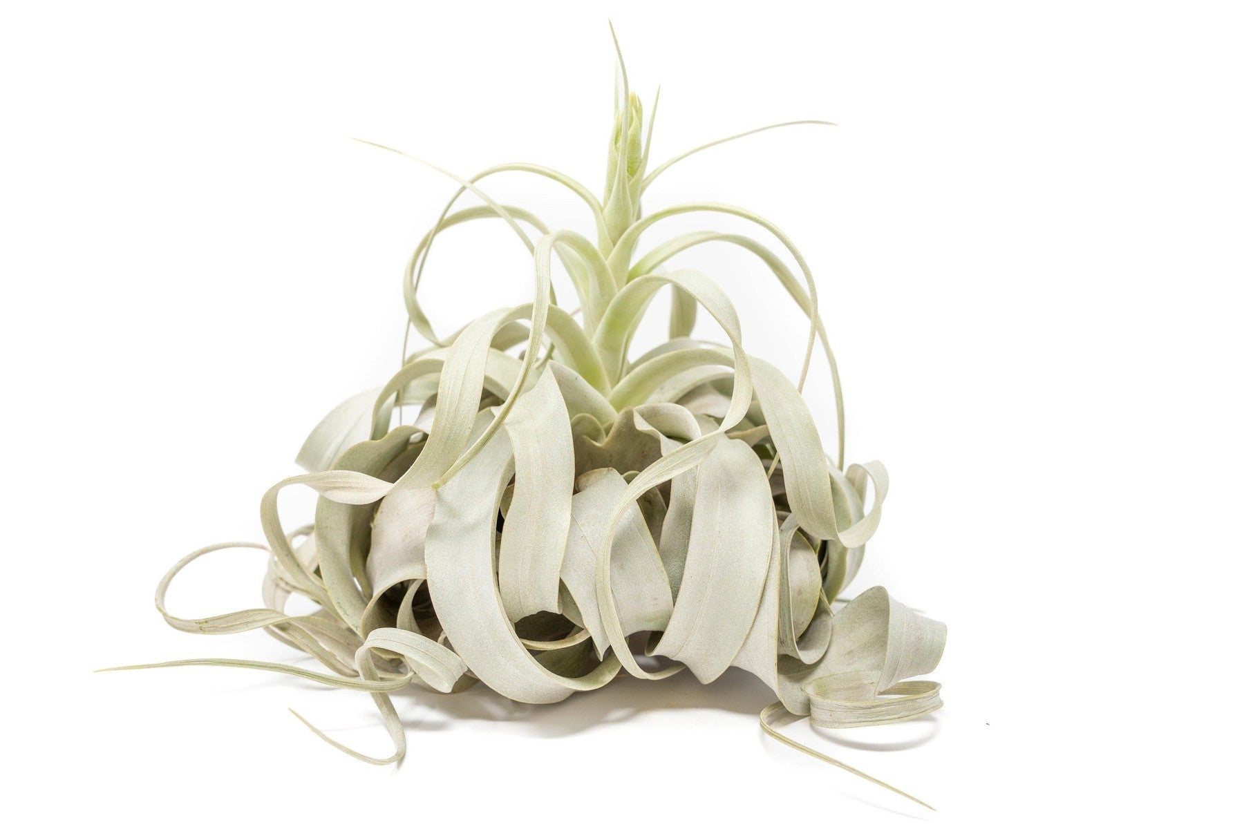 Spectacular Jumbo Tillandsia Xerographica / 8+ Inches Wide-airplant-The Succulent Source