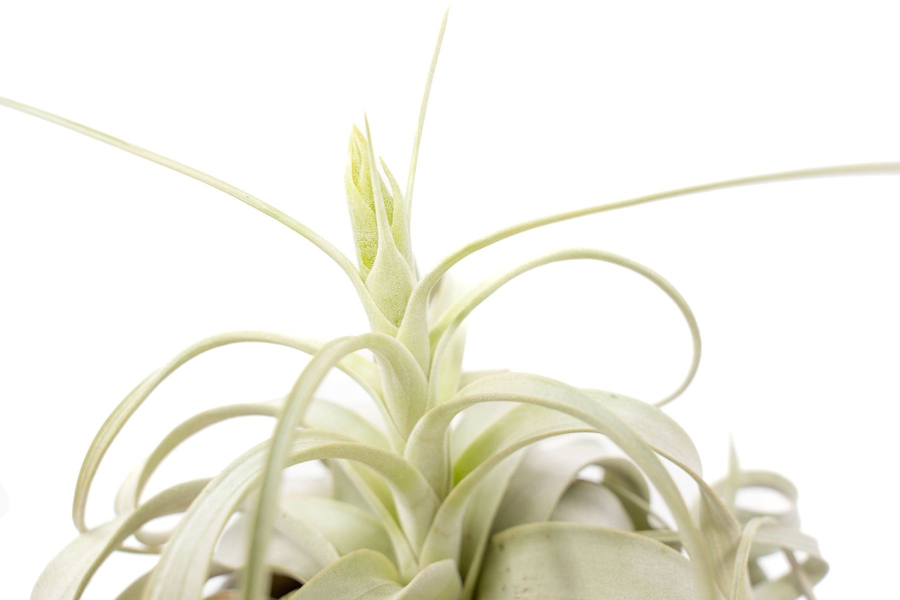Spectacular Jumbo Tillandsia Xerographica / 8+ Inches Wide-airplant-The Succulent Source