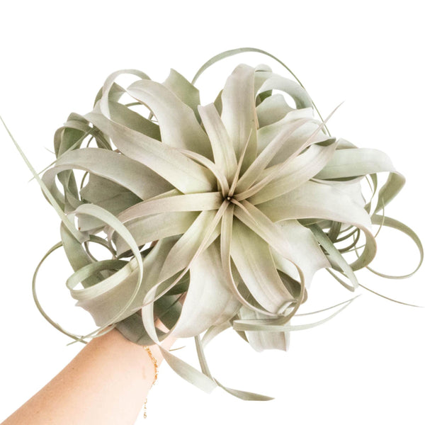 Spectacular-Jumbo-Tillandsia-