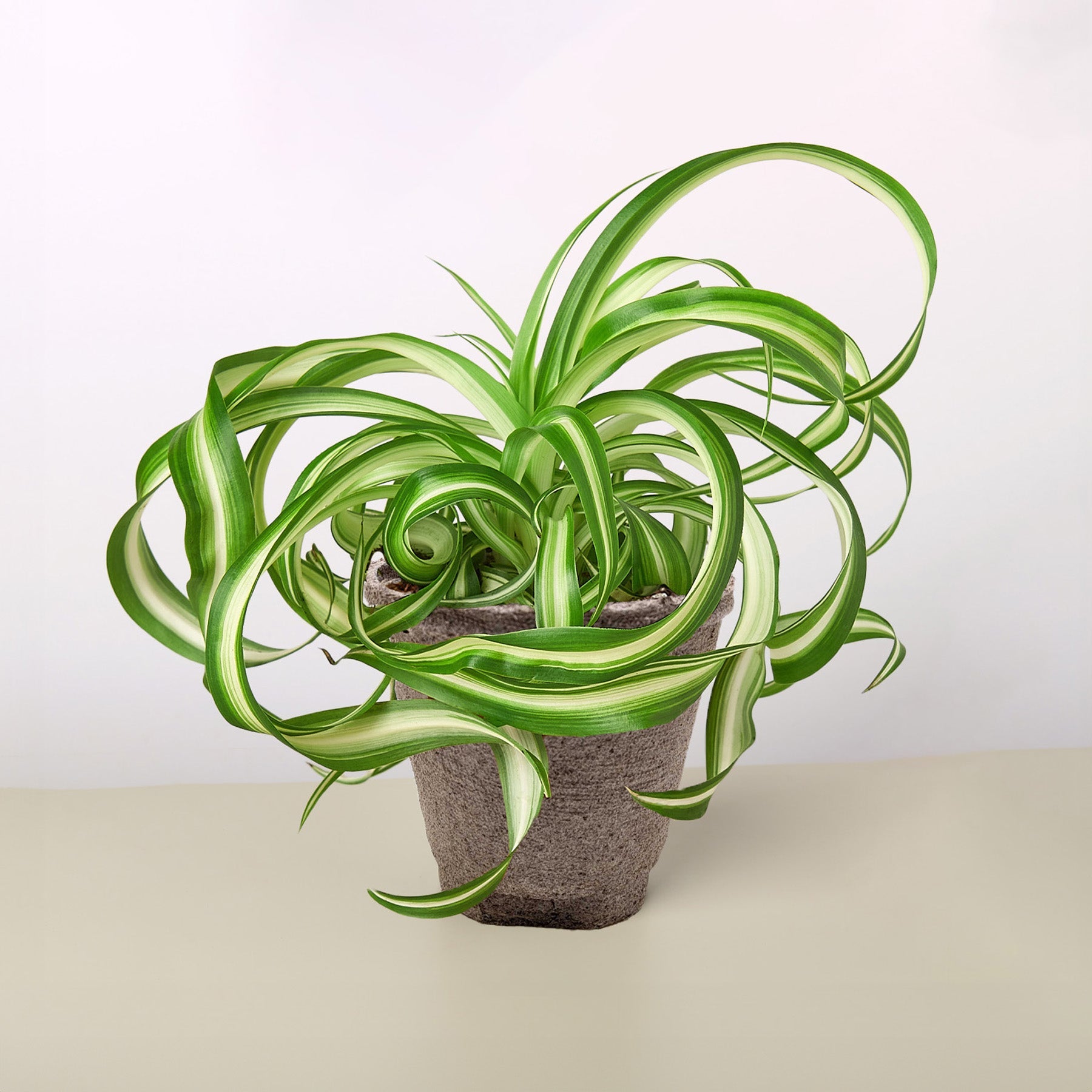 Spider Plant 'Bonnie'-Indoor Plants-The Succulent Source