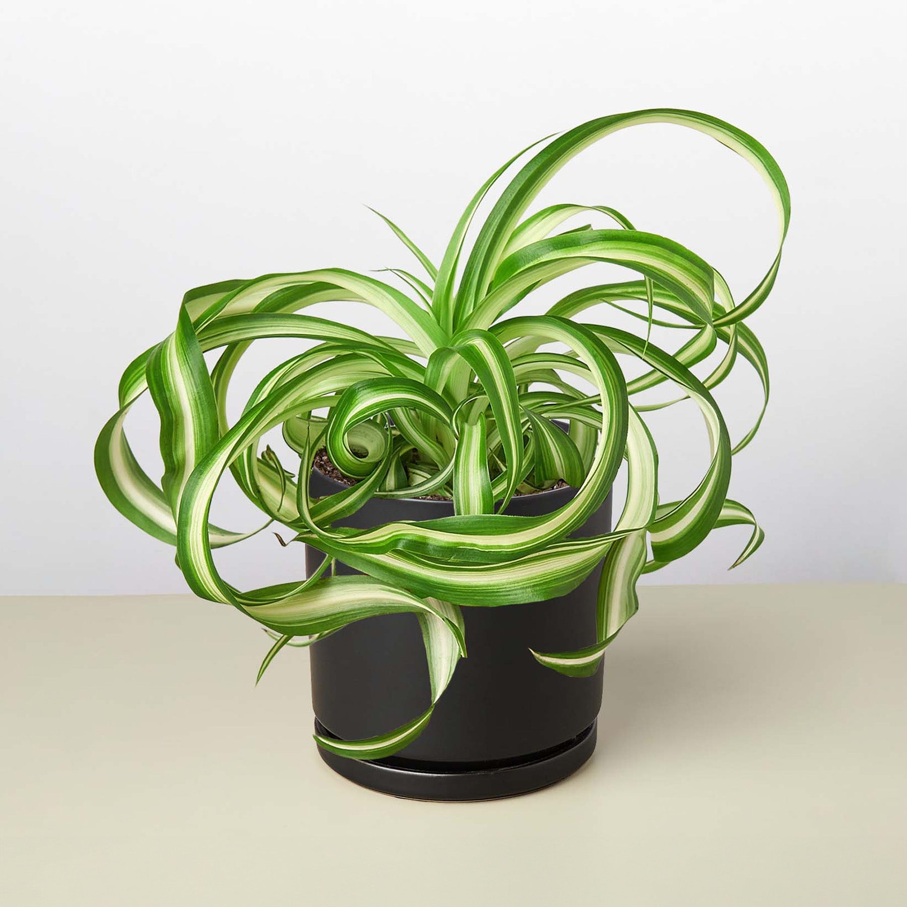 Spider Plant 'Bonnie'-Indoor Plants-The Succulent Source