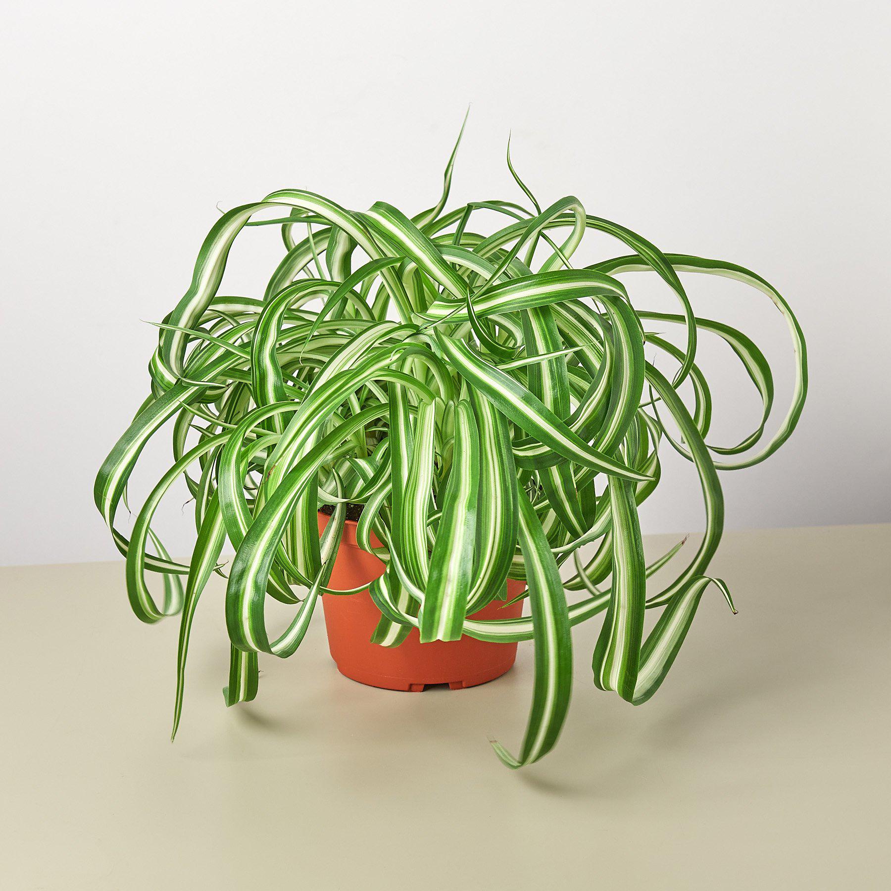 Spider Plant 'Bonnie'-Indoor Plants-The Succulent Source