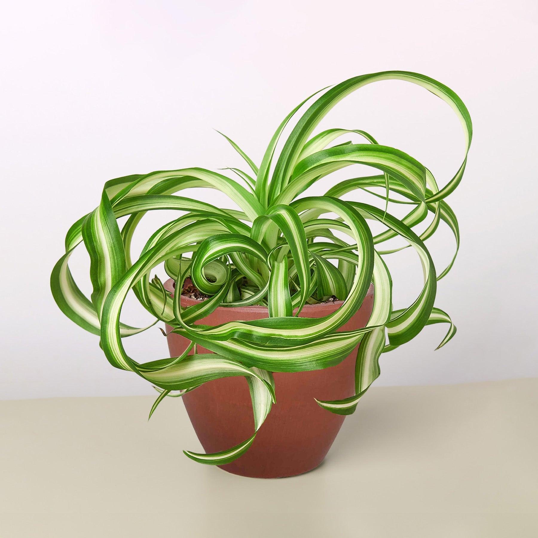 Spider Plant 'Bonnie'-Indoor Plants-The Succulent Source
