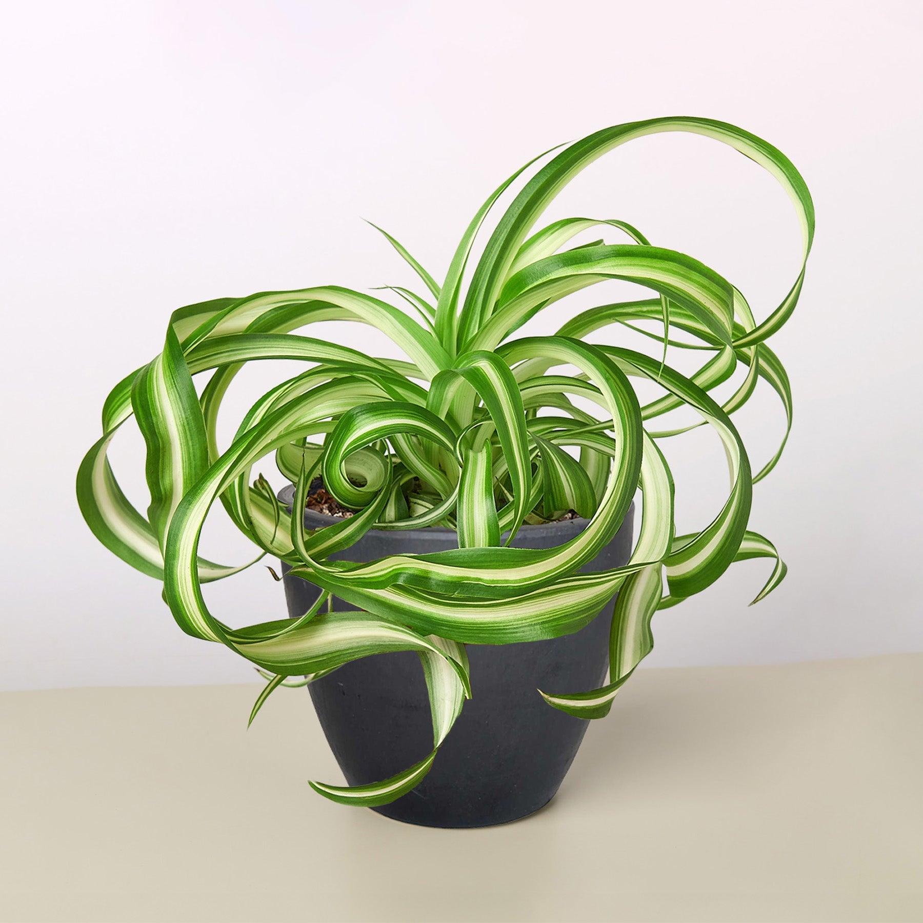 Spider Plant 'Bonnie'-Indoor Plants-The Succulent Source