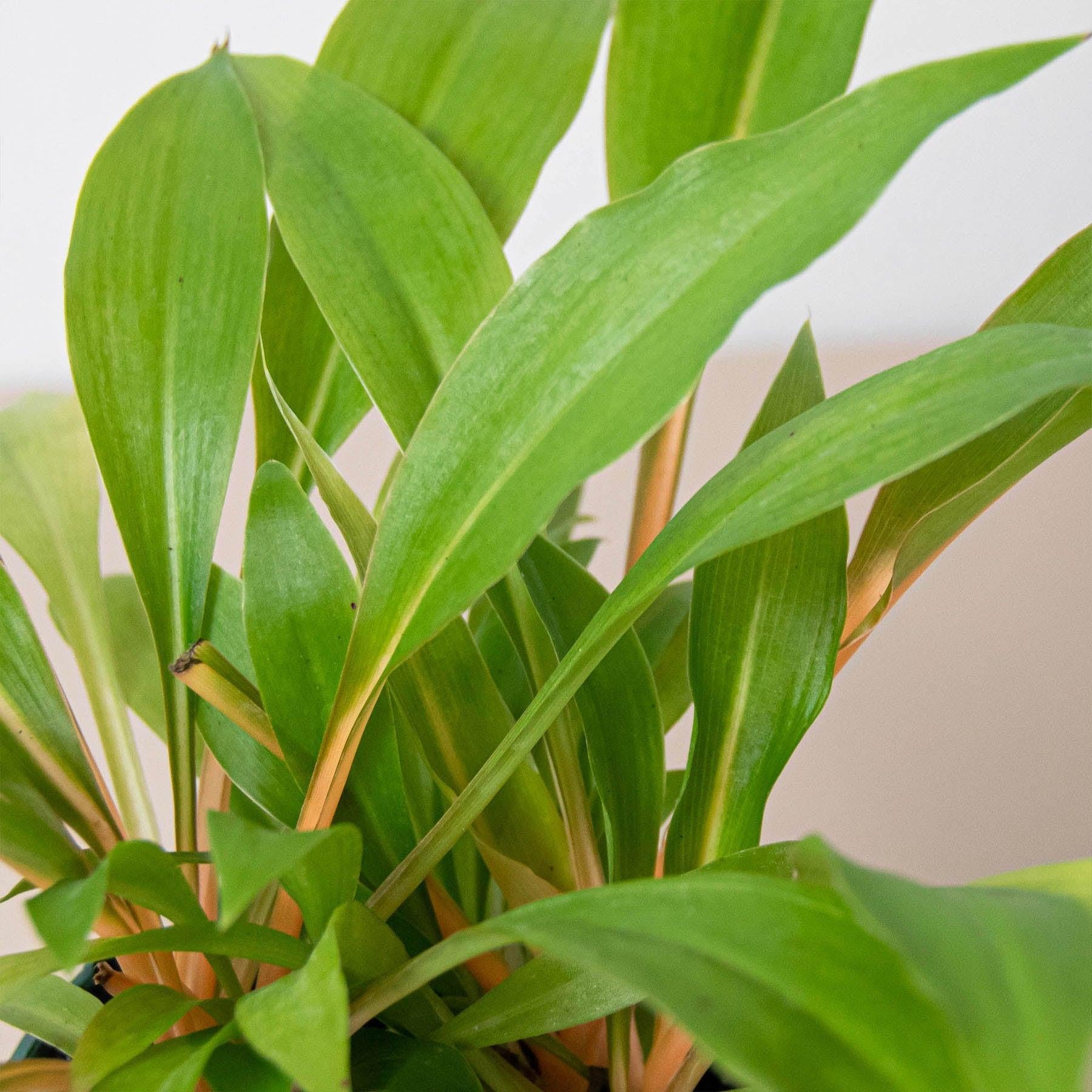 Spider Plant 'Fire Flash'-Indoor Plants-The Succulent Source