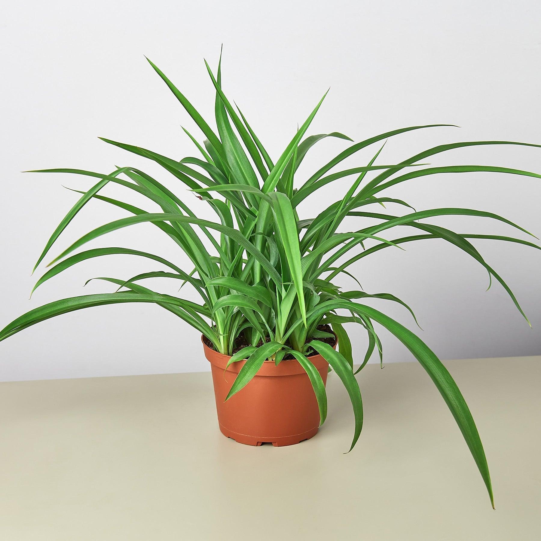 Spider Plant 'Green'-Indoor Plants-The Succulent Source