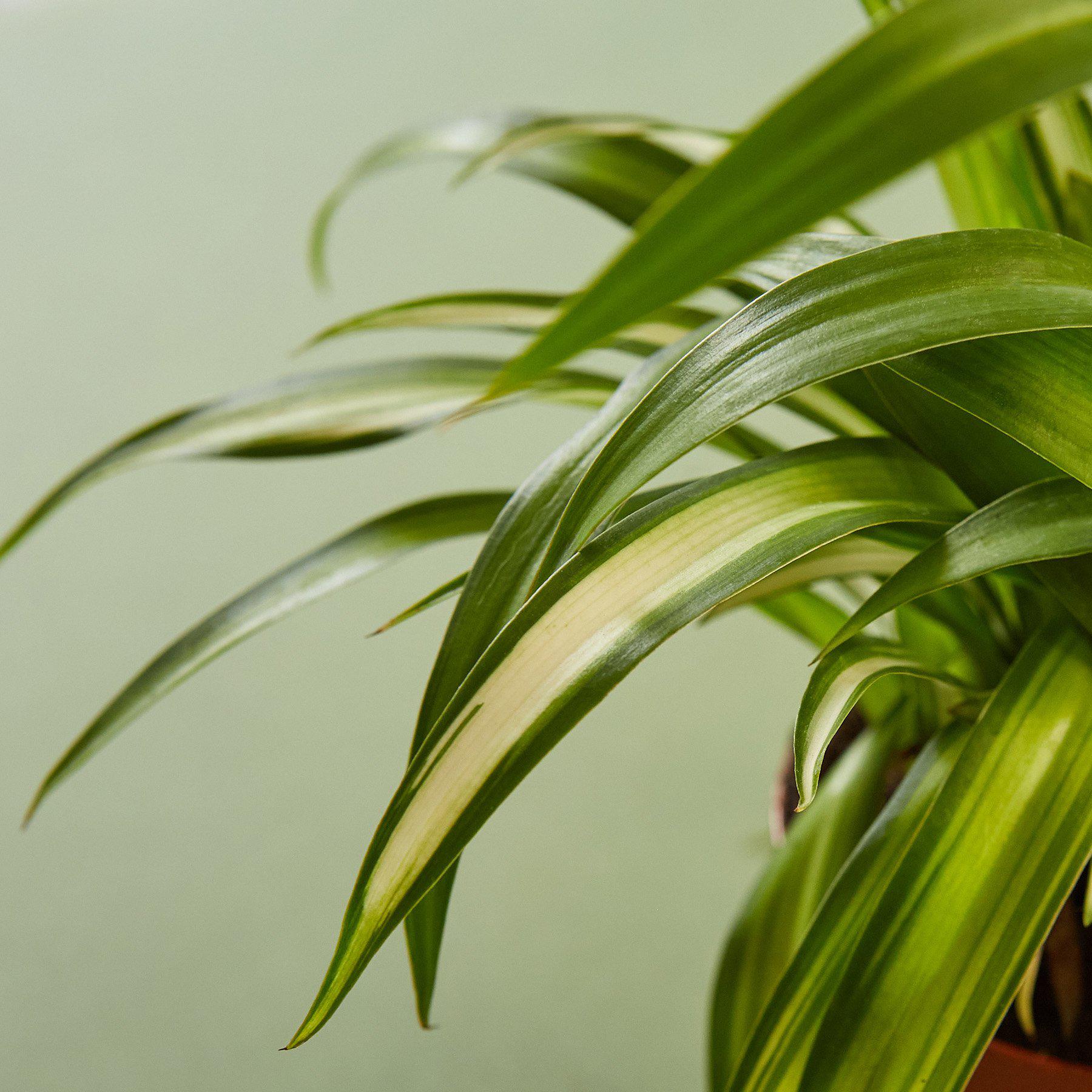 Spider Plant 'Hawaiian'-Indoor Plants-The Succulent Source