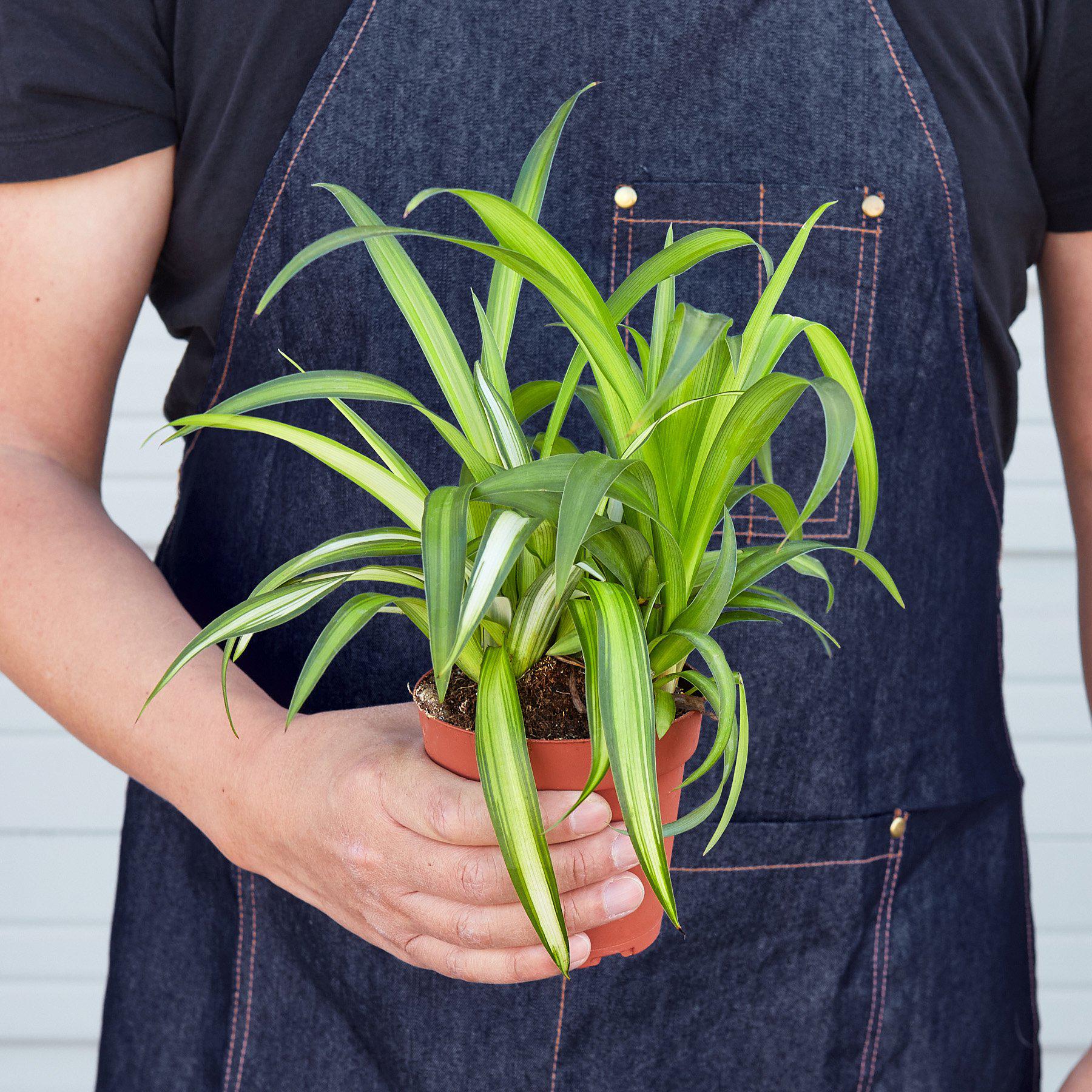 Spider Plant 'Hawaiian'-Indoor Plants-The Succulent Source