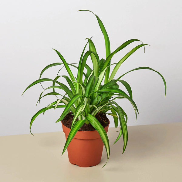 spider plant scientific name Spider Plant 'Hawaiian'