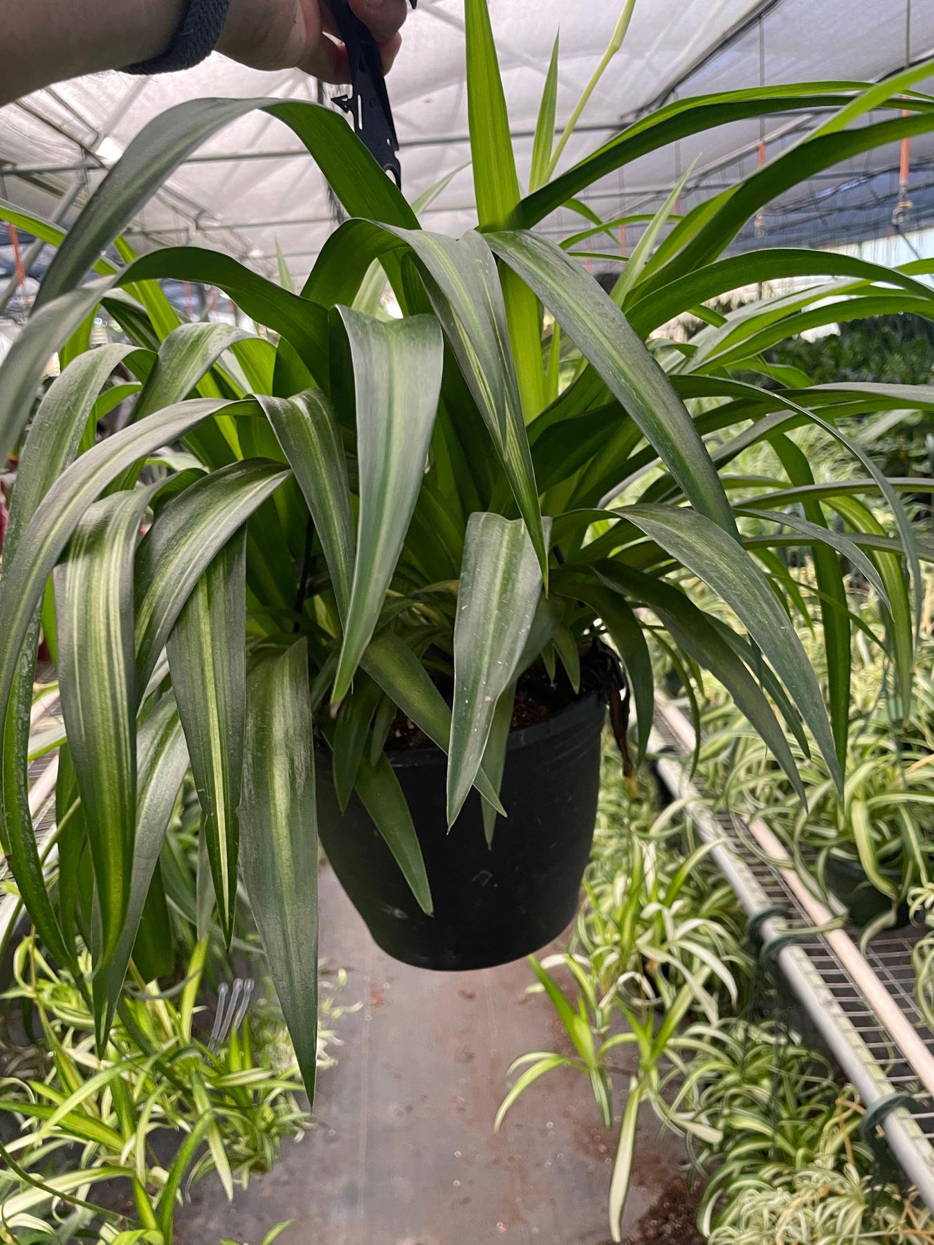 Spider Plant 'Hawaiian'-Indoor Plants-The Succulent Source