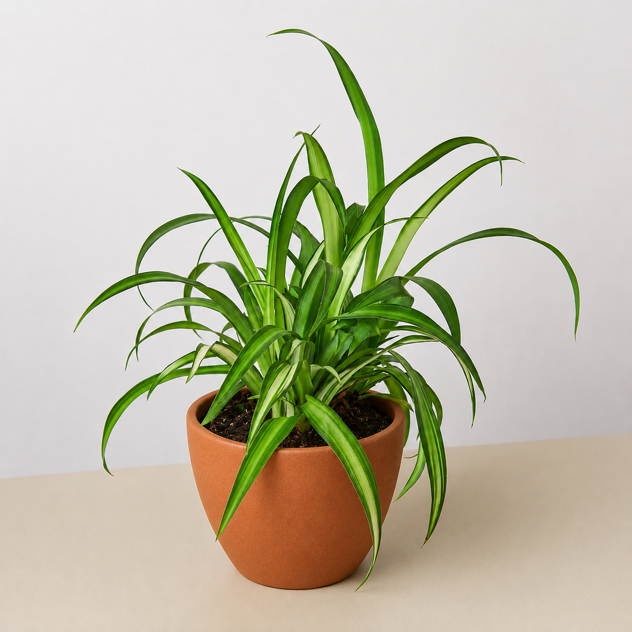 Spider Plant 'Hawaiian'-Indoor Plants-The Succulent Source