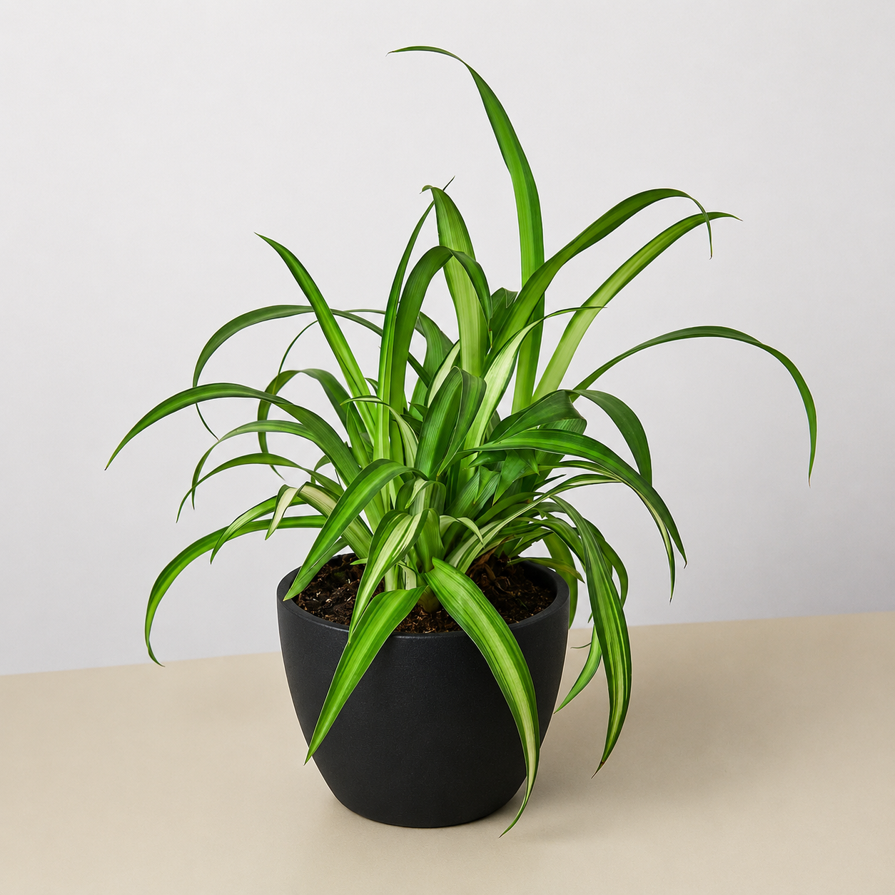 Spider Plant 'Hawaiian'-Indoor Plants-The Succulent Source