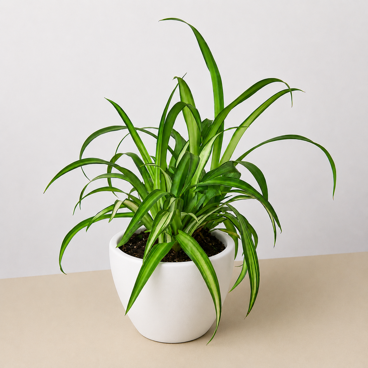 Spider Plant 'Hawaiian'-Indoor Plants-The Succulent Source