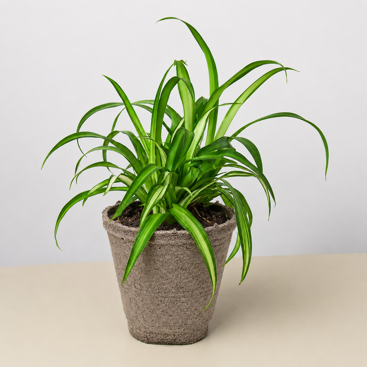 Spider Plant 'Hawaiian'-Indoor Plants-The Succulent Source