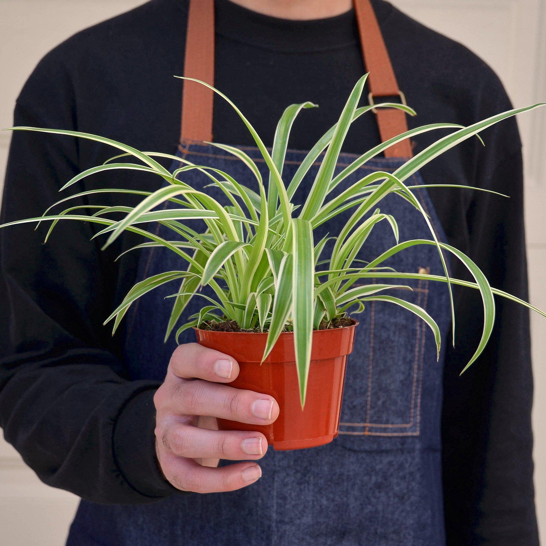 Spider Plant 'Reverse'-Indoor Plants-The Succulent Source