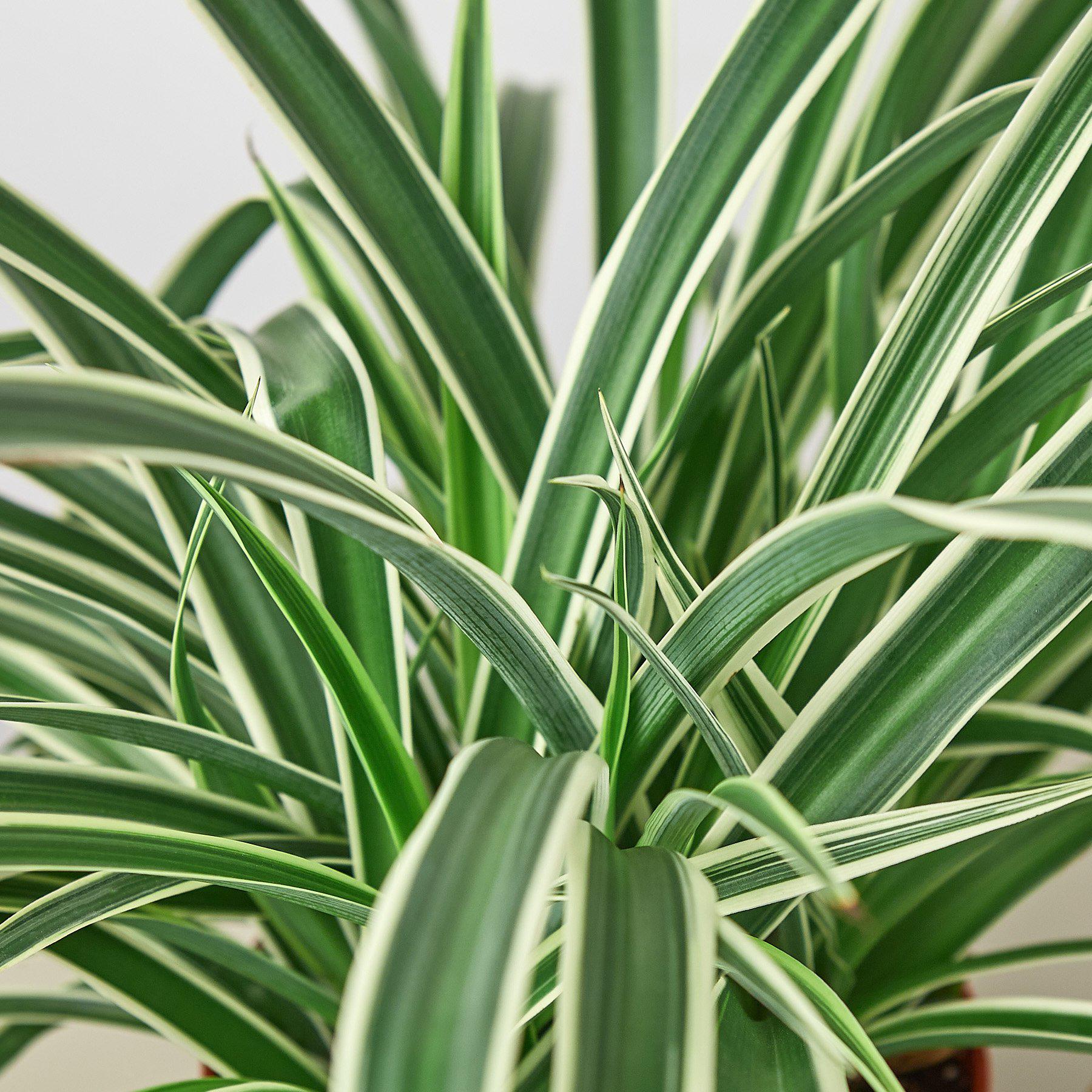 Spider Plant 'Reverse'-Indoor Plants-The Succulent Source