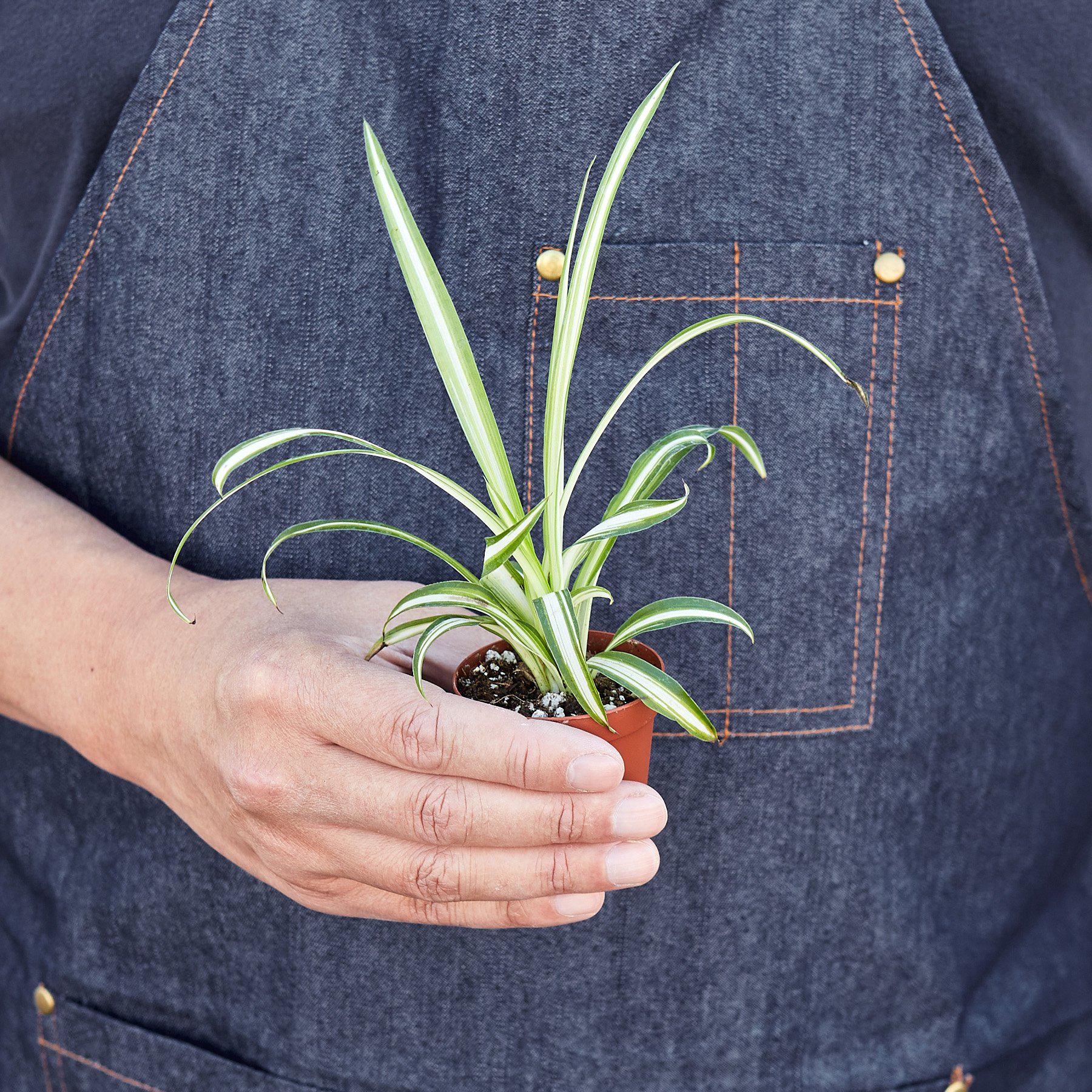 Spider Plant 'Reverse'-Indoor Plants-The Succulent Source