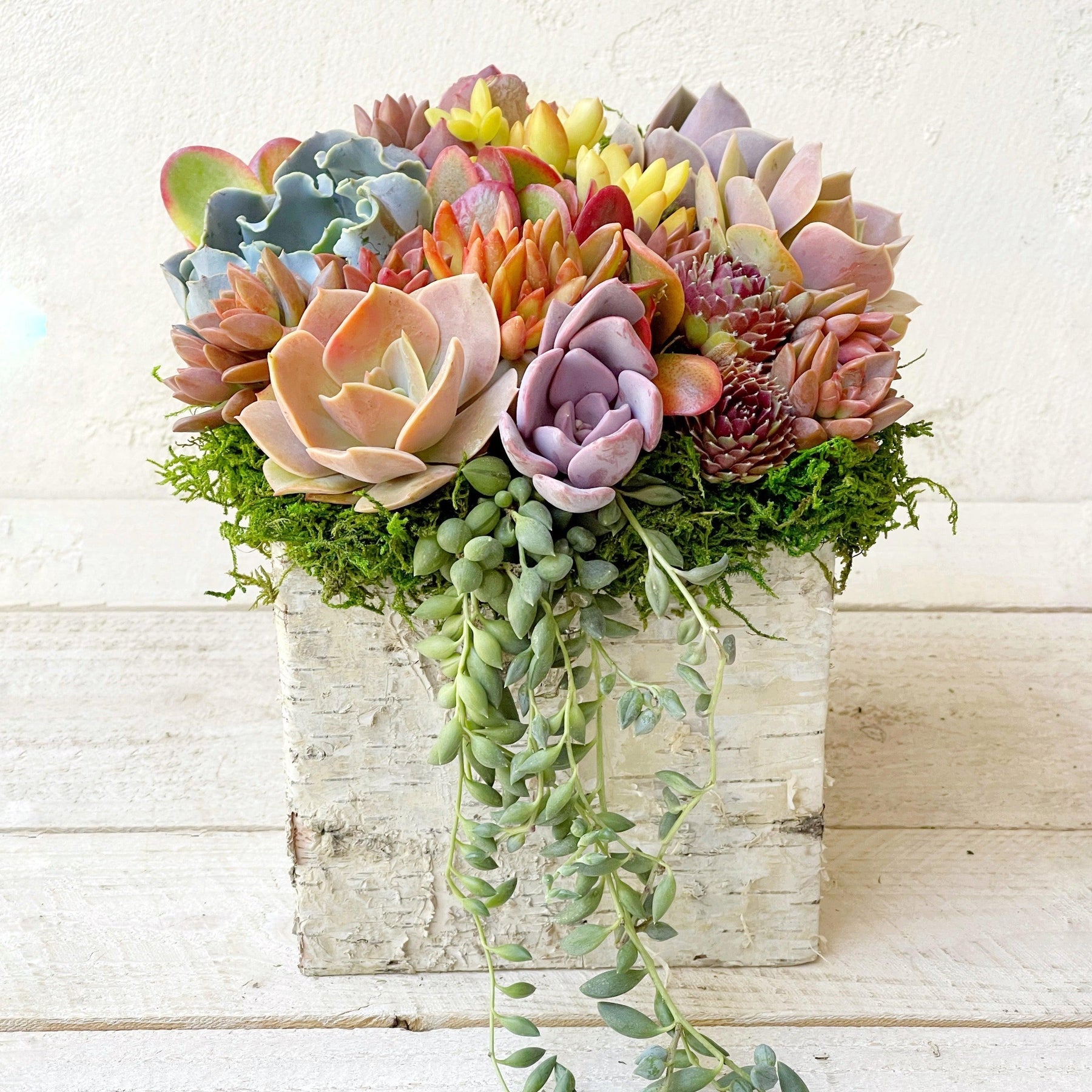 Square Birch Trimmed Succulent Arrangement.