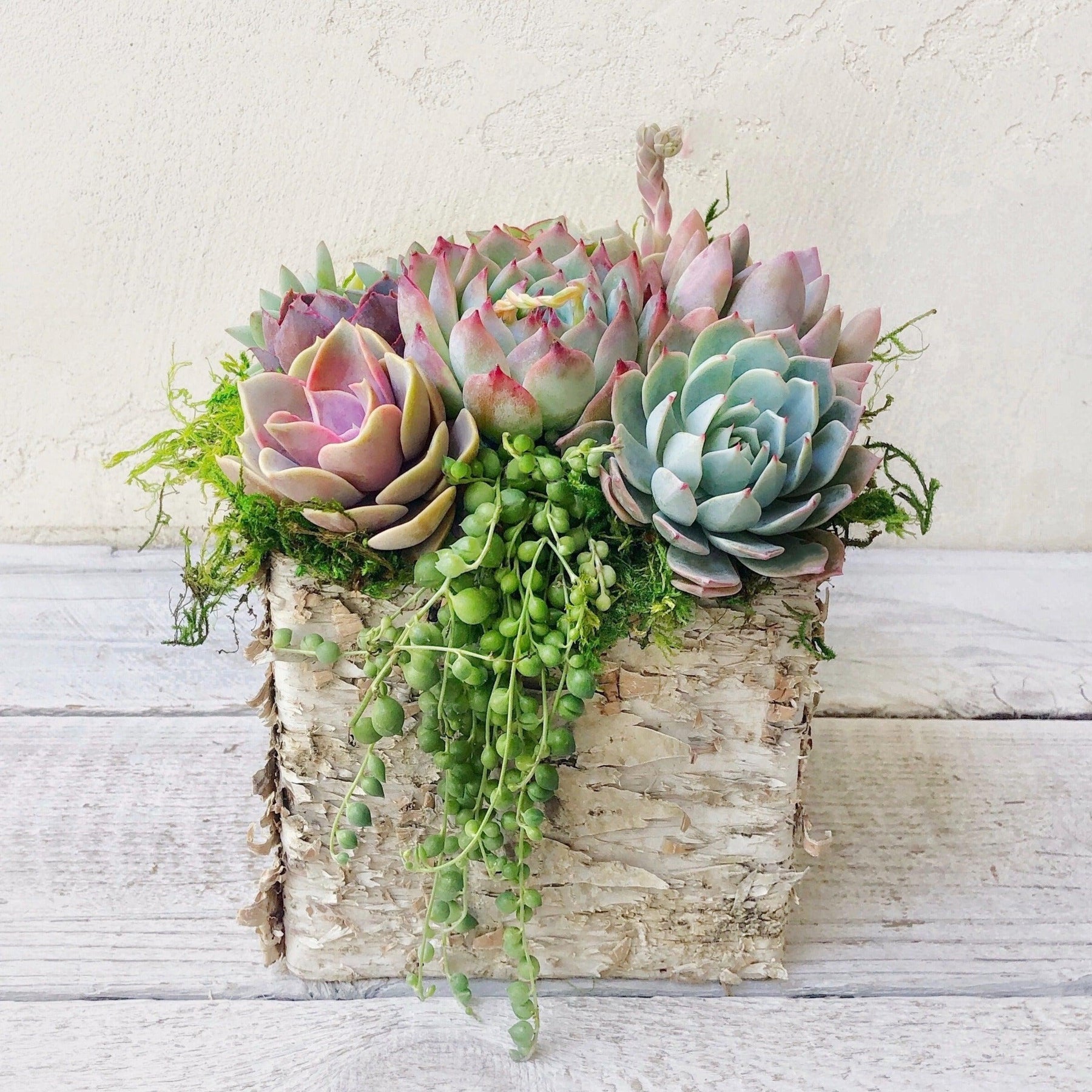 Square Birch Trimmed Succulent Arrangement.