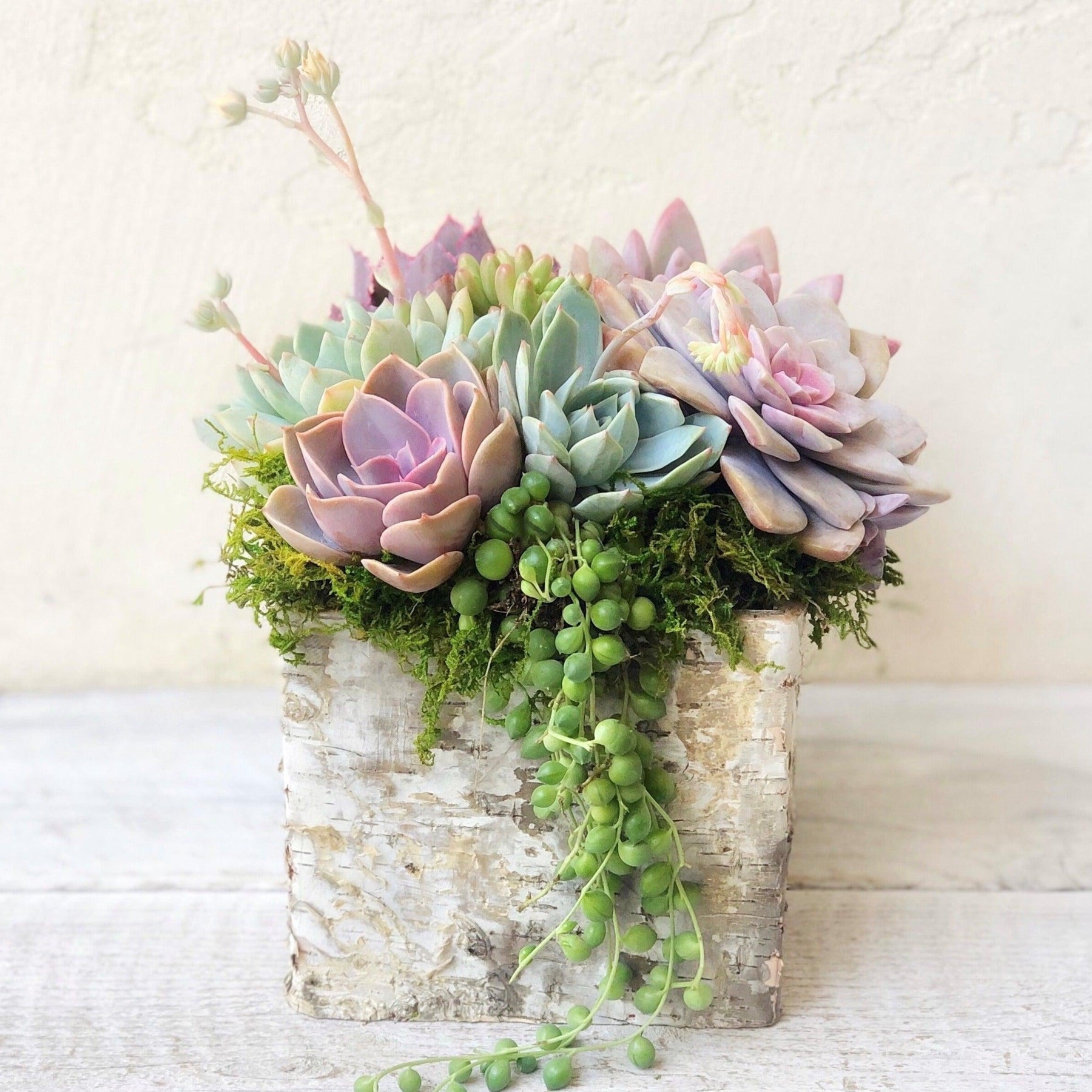 Square Birch Trimmed Succulent Arrangement.