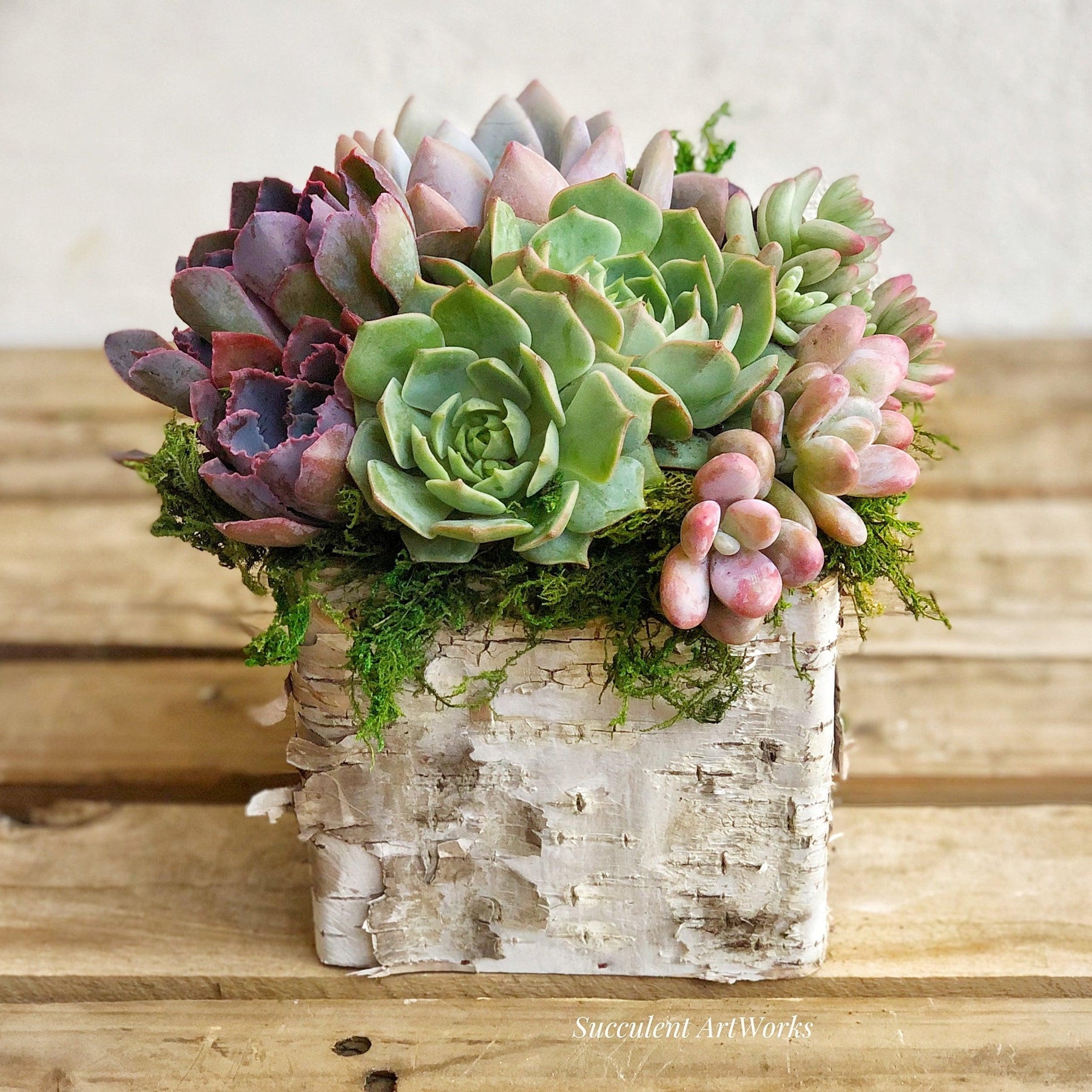 Square Birch Trimmed Succulent Arrangement.